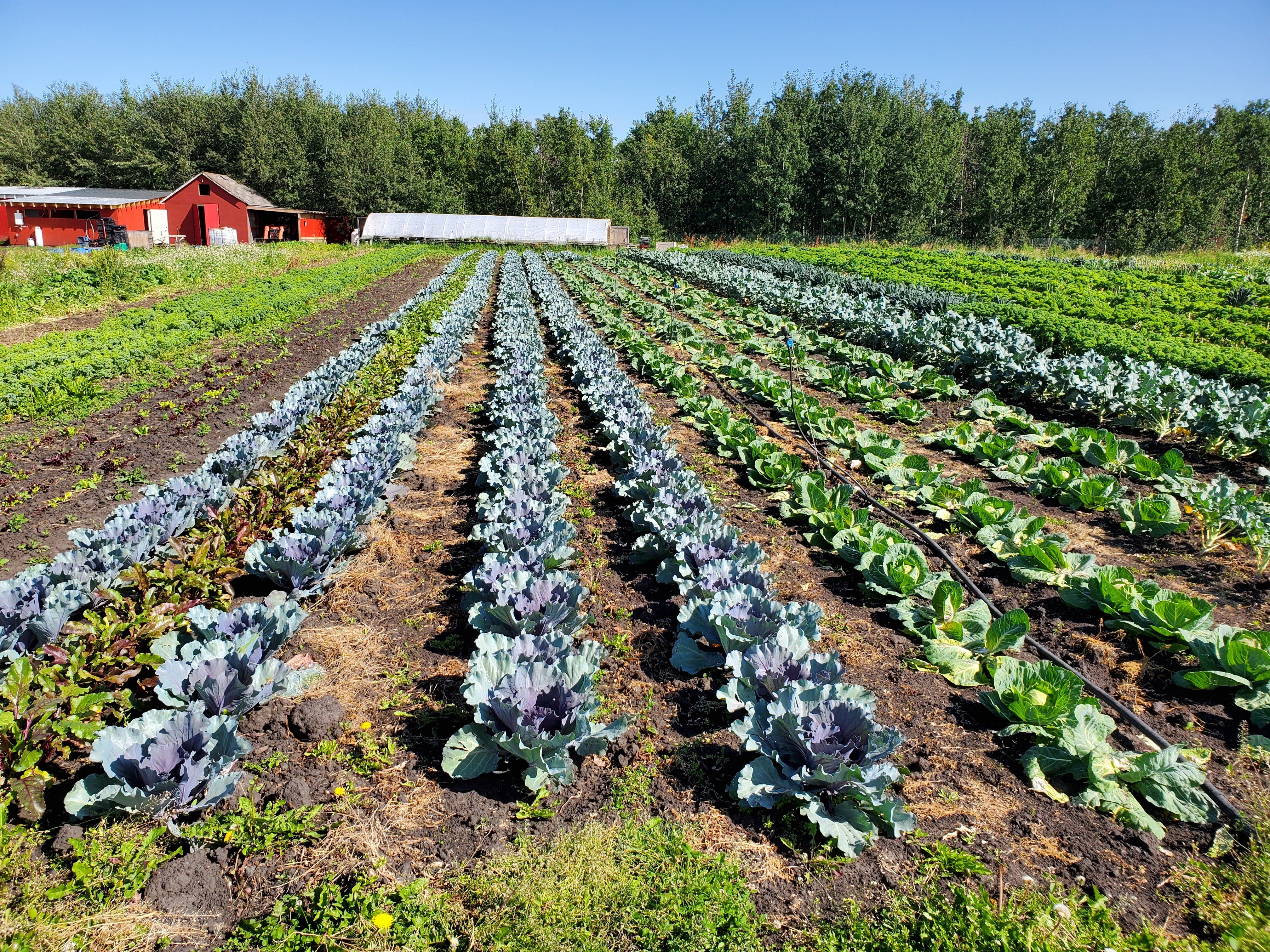 Next Happening: Farm Happenings for August 18, 2020