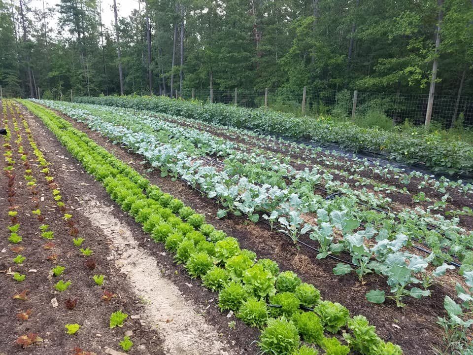 Previous Happening: Farm Happenings for August 26, 2020