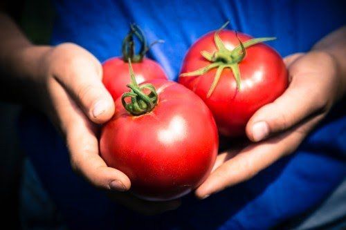 Previous Happening: Bulk Tomato Sale Saturday Aug 29, 2020 at the Suffield Farm