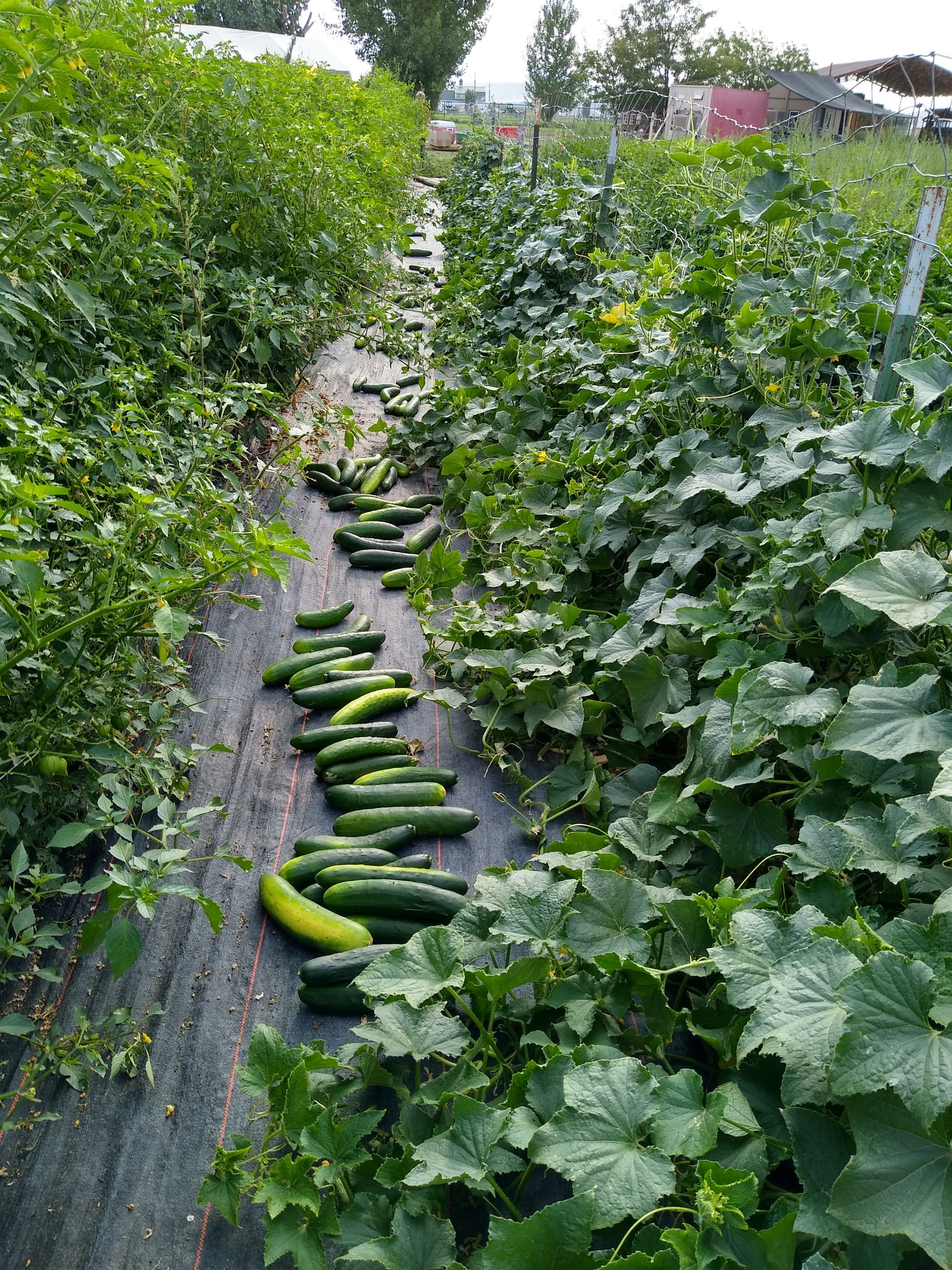 Summer Week #12 - The year of the cucumber!