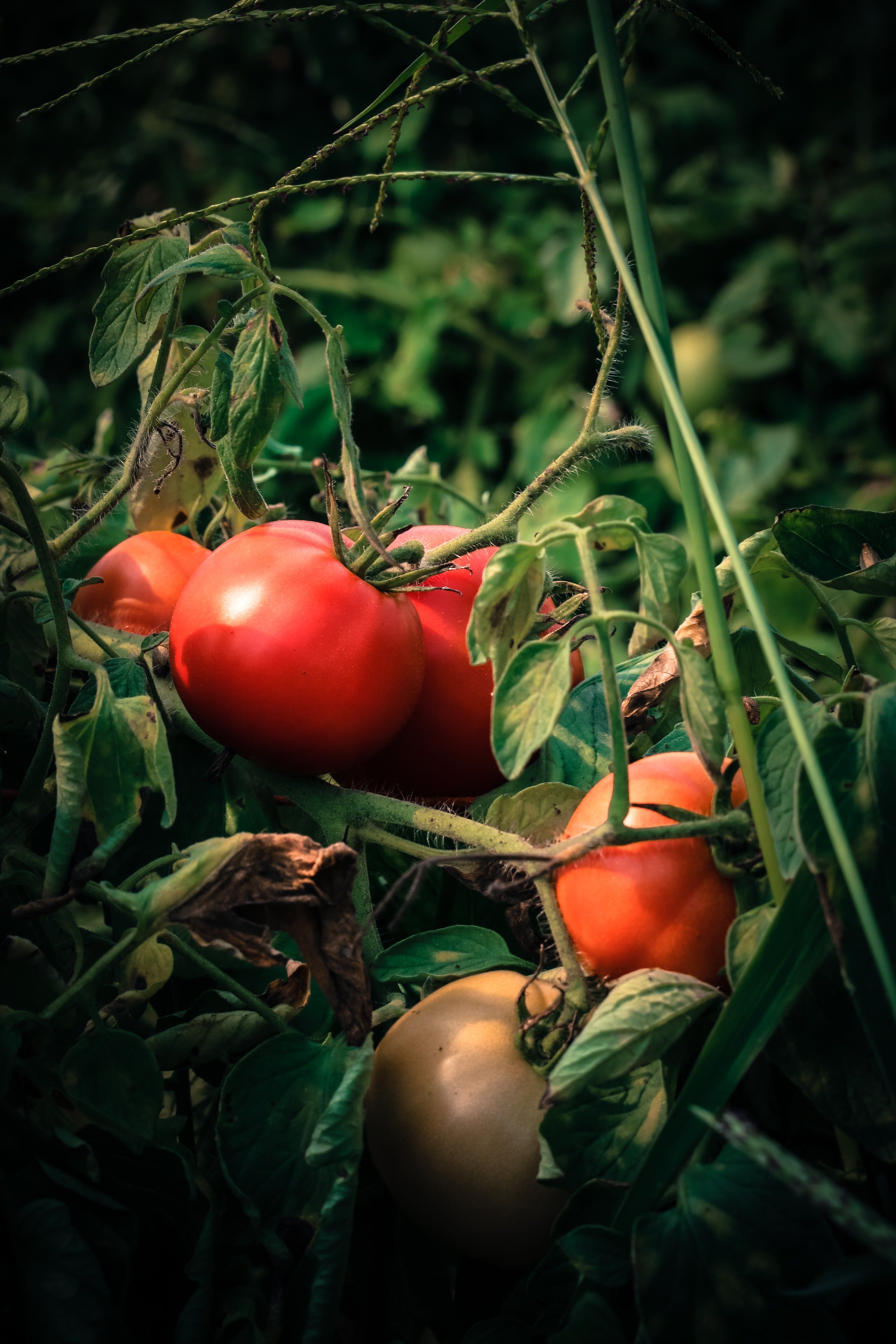 Next Happening: Bulk Tomato Sale Saturday September 5, 2020 at the Suffield Farm