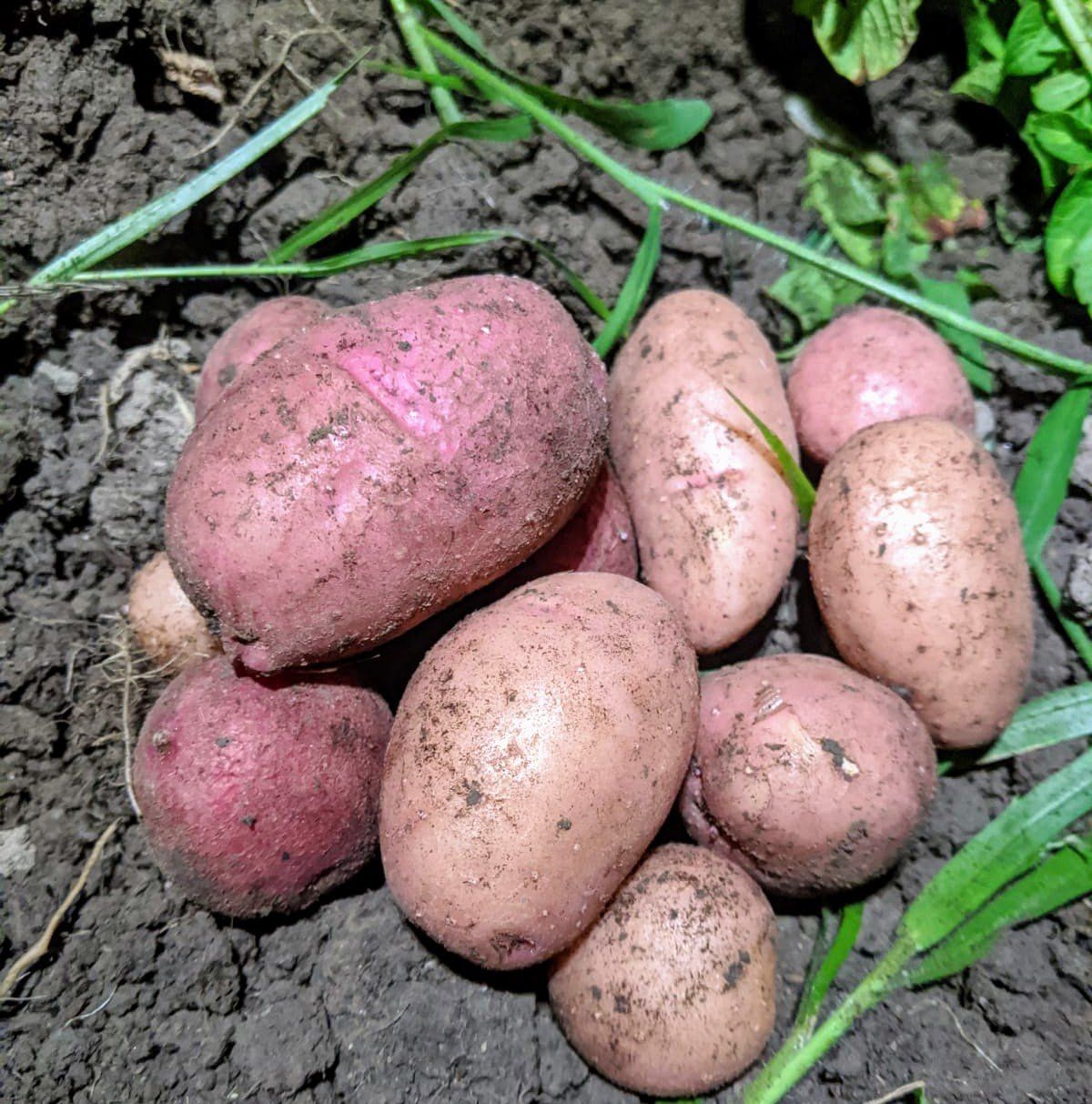 Farm Share Week 13 - Potatoes!