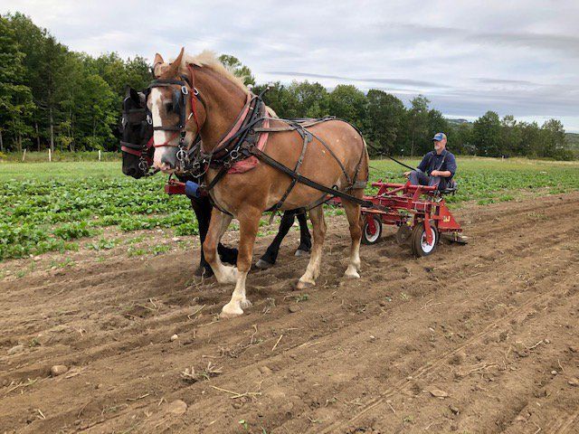 Previous Happening: Farm Happenings for 9/8/2020: Changing of Seasons & Update from New Beat Farm