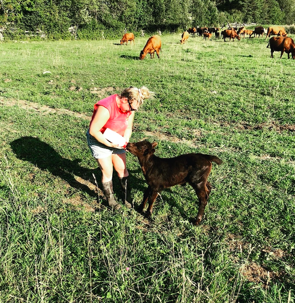 Month 4 of 5; Summer 2020 MEAT Share-Coopers CSA Farm Happenings
