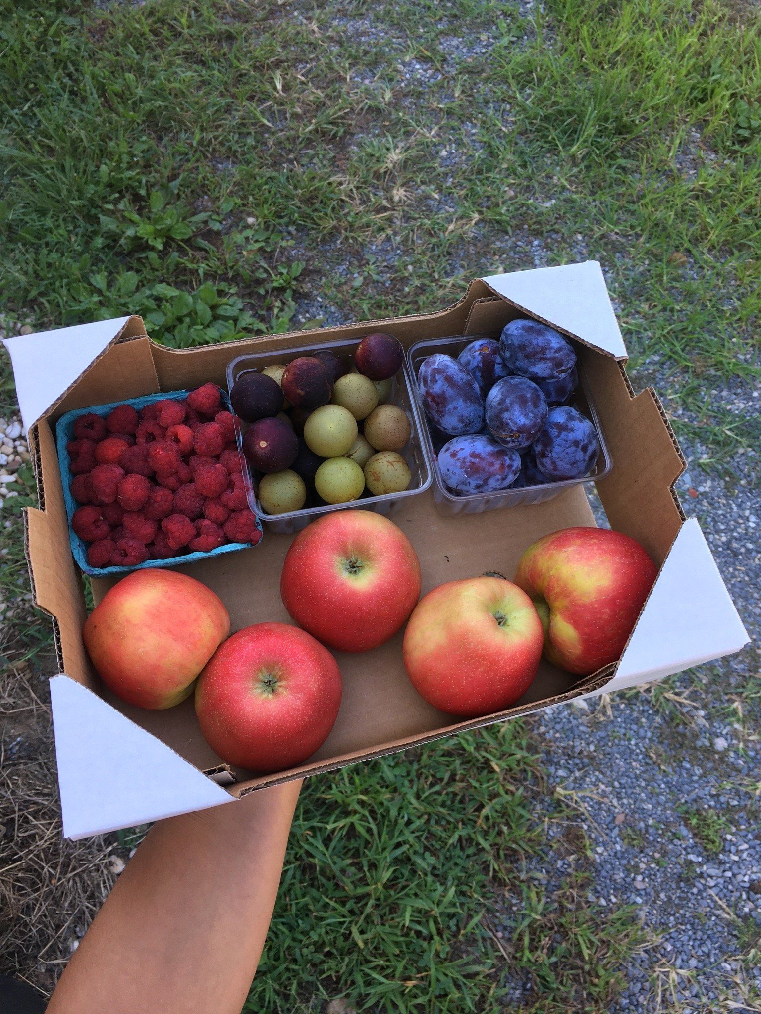 Previous Happening: Final week of the Summer Farm Share. Next week begins the Fall Farm Share