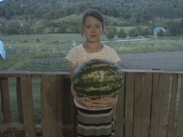 The Crimson Sweet Watermelons are Finally Ripe!!