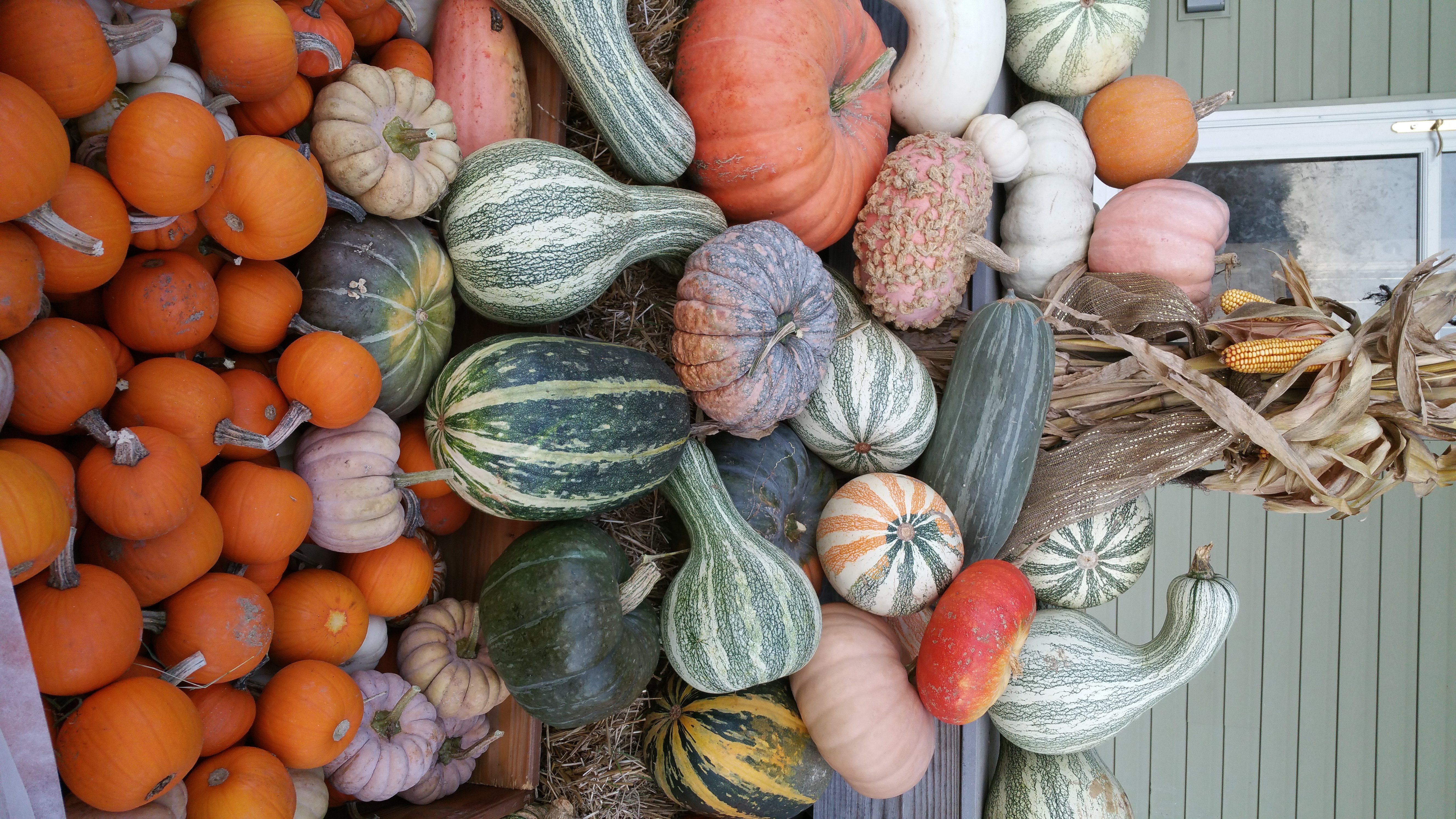 Next Happening: Winter Squash is here