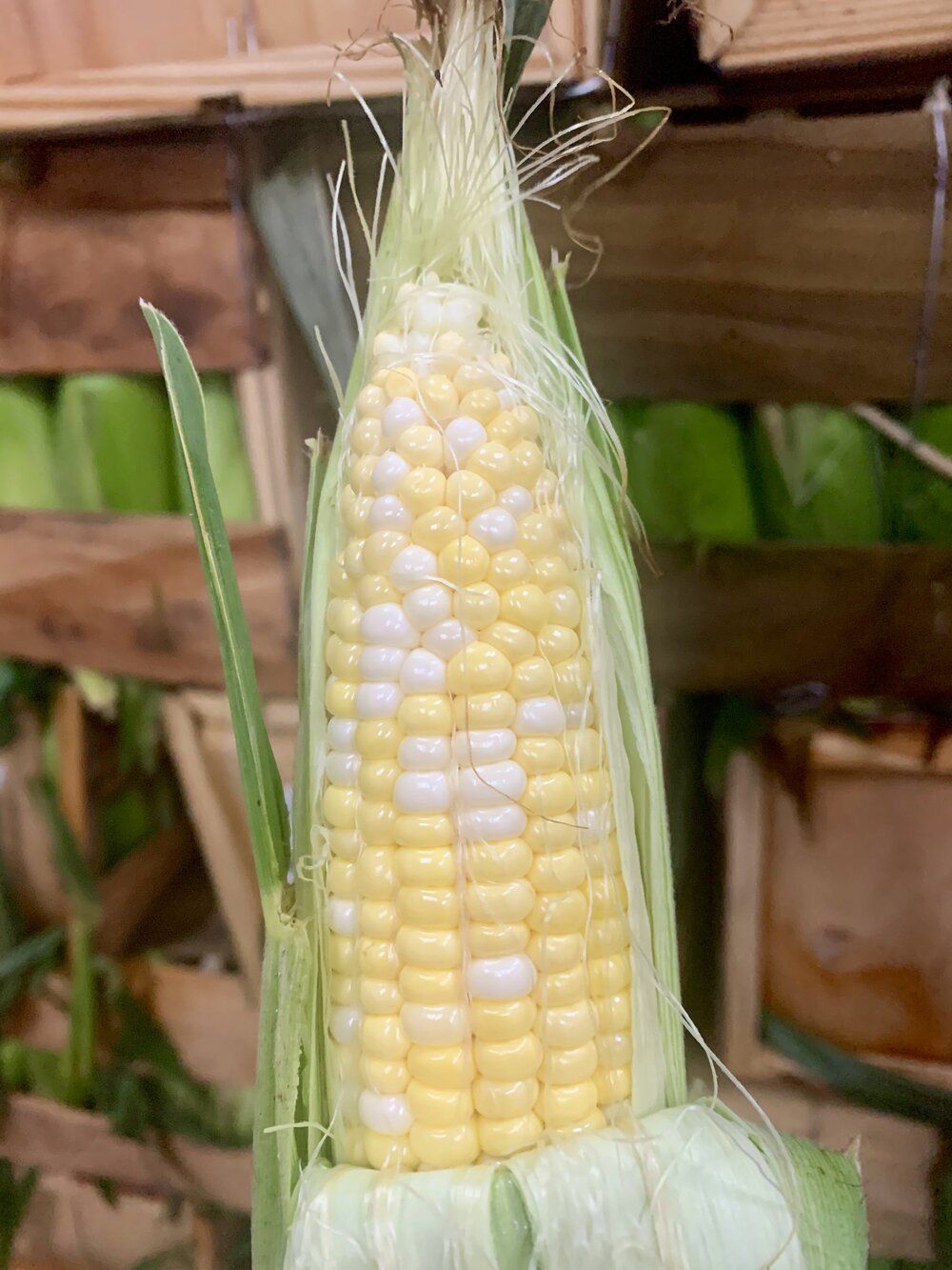 Previous Happening: Sweet Corn from Fry Funny Farm - What A Treat!