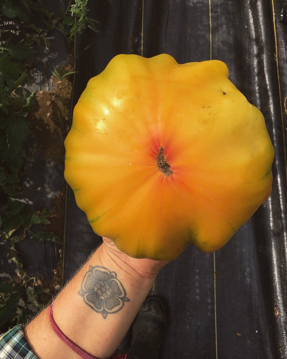 Farm Happenings for 9/15/2020: Fall Transition, Daybreak Notes & Update from Buckle Farm