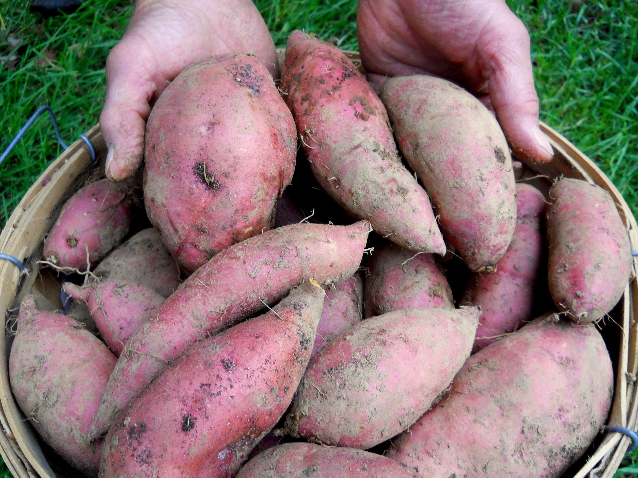 Next Happening: Sweet Potatoes—Delicious, Nutritious