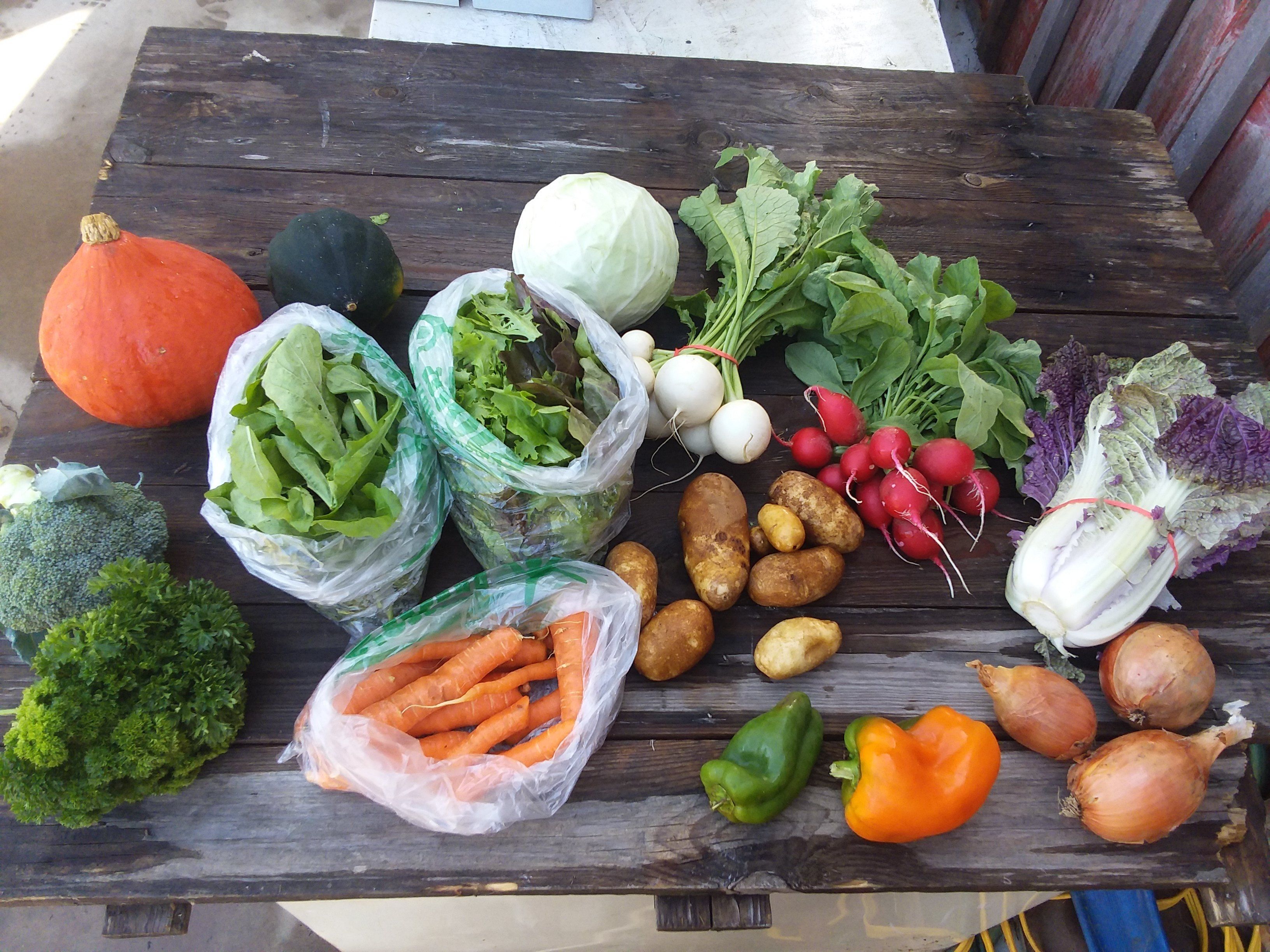 Previous Happening: Fall CSA Box #1! (please click on Continue Reading to see whole newsletter)