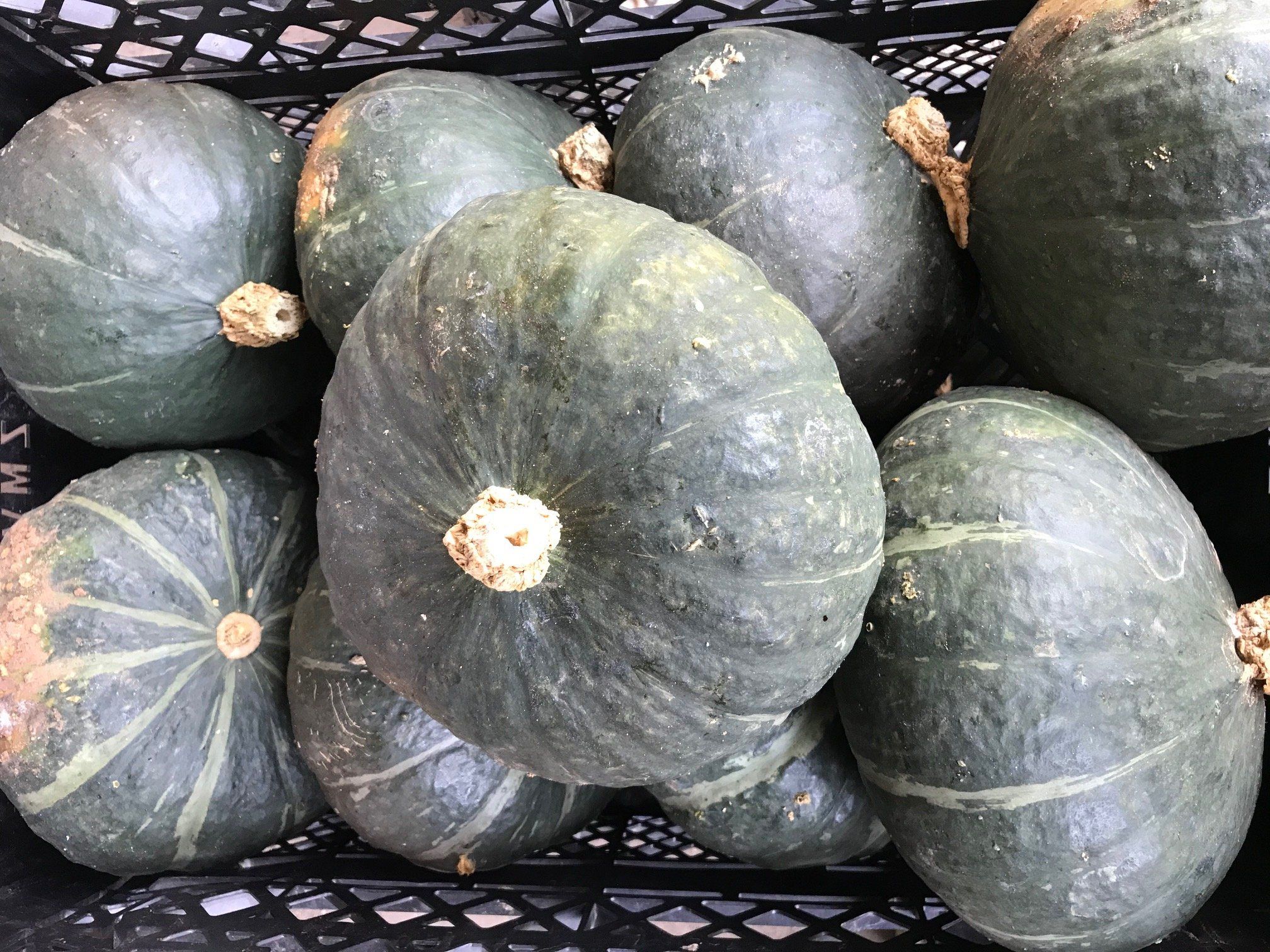 Farm Happenings for October 2nd, 2020