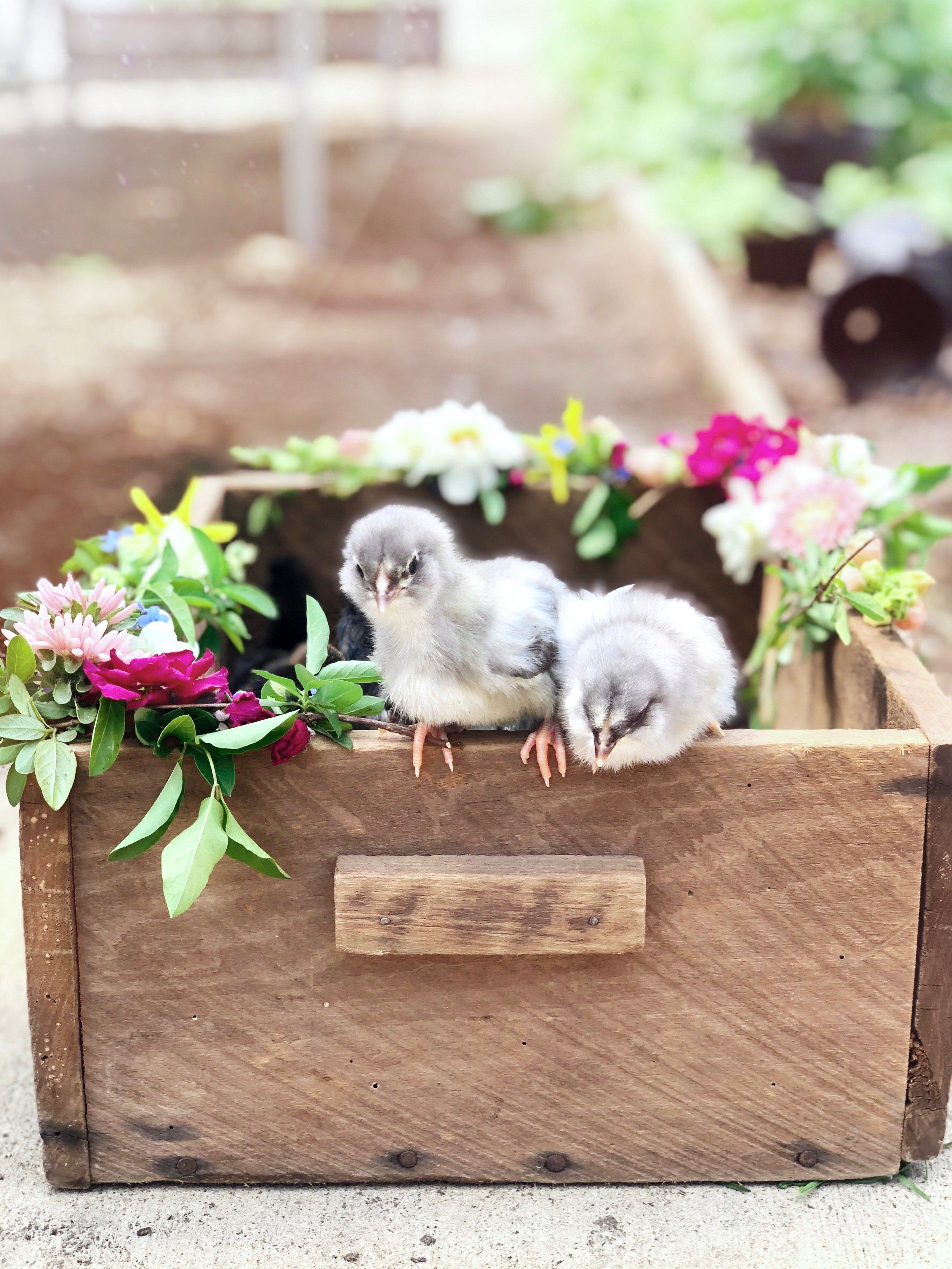 New chicks coming to the farm!