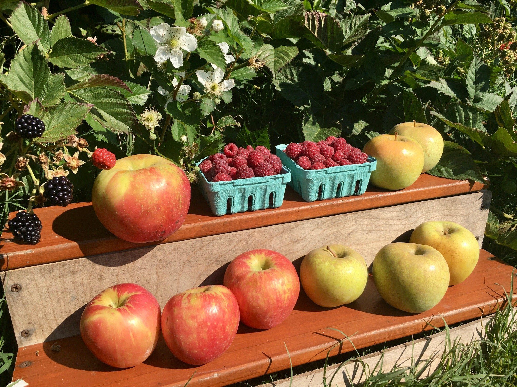 Previous Happening: Cool weather, autumn fruits, and starting to think about our Winter CSA...