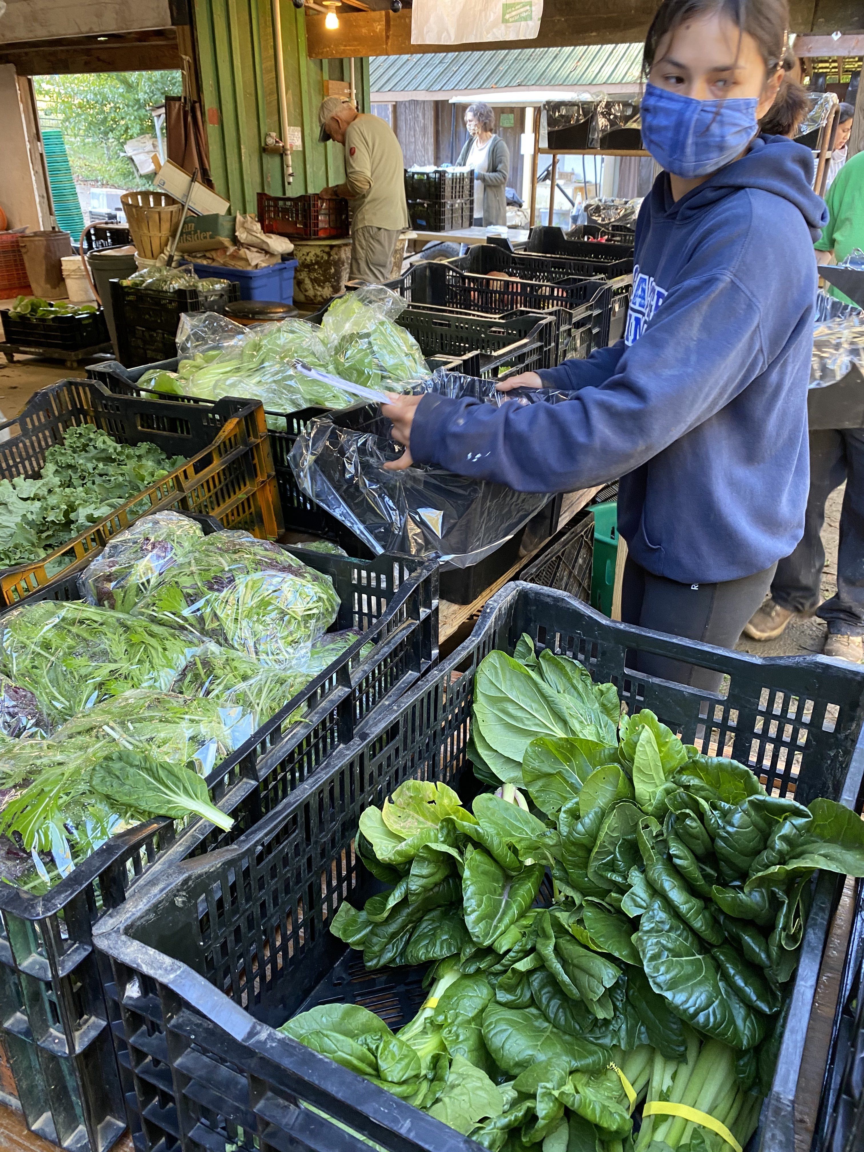 Next Happening: Autumn CSA Week 4: High Season for Brassicas