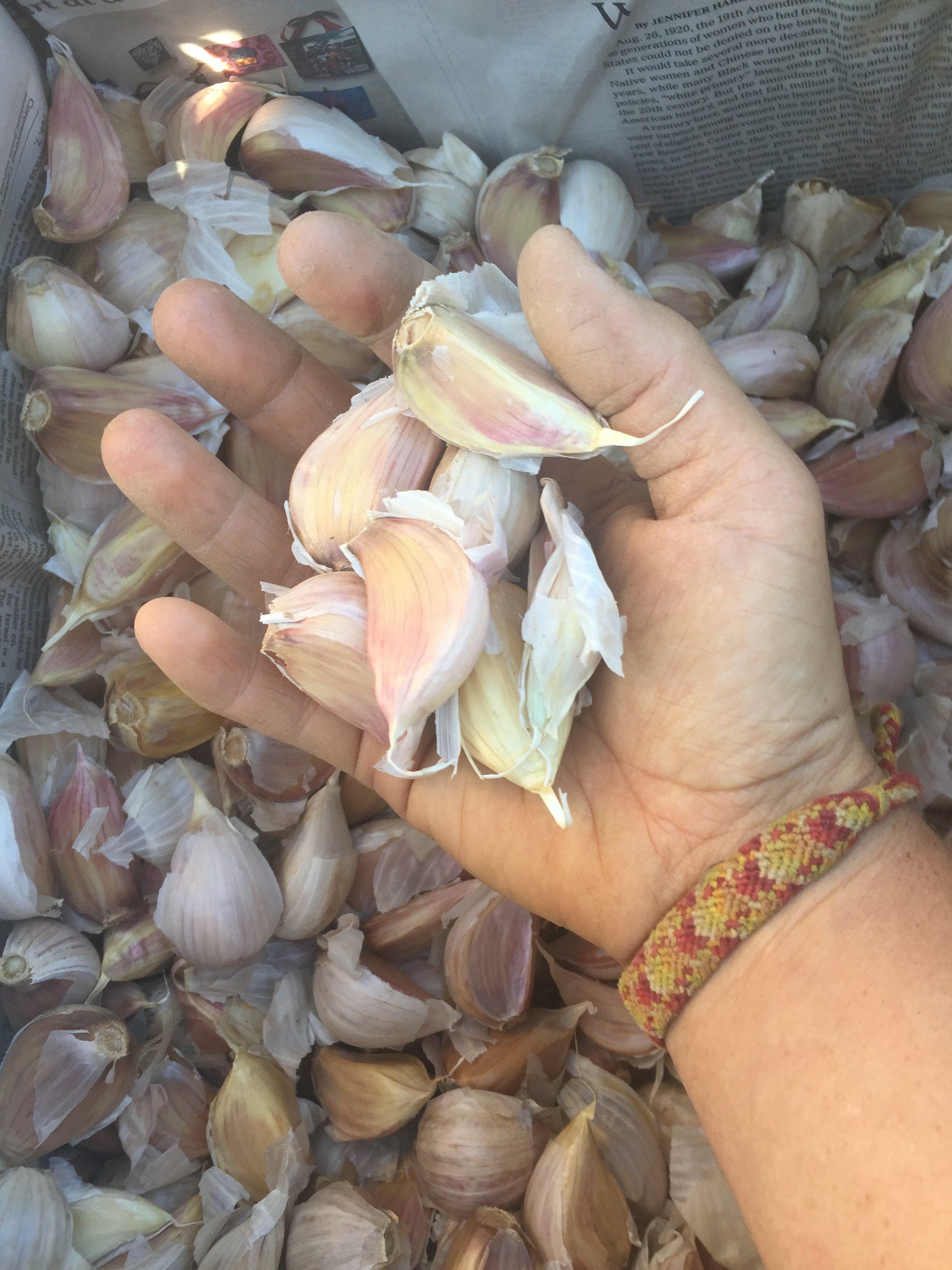 Previous Happening: Week 5-Autumn: Garlic Planting