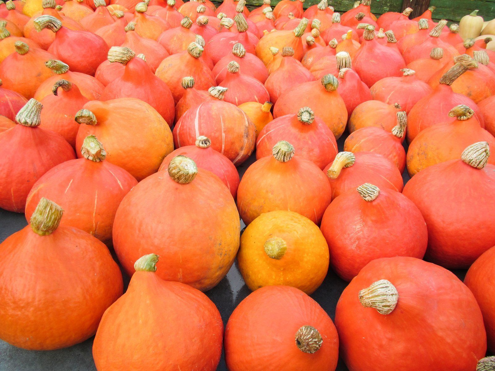 Red Kuri Winter Squash and Ribeye Steaks Available The Week!