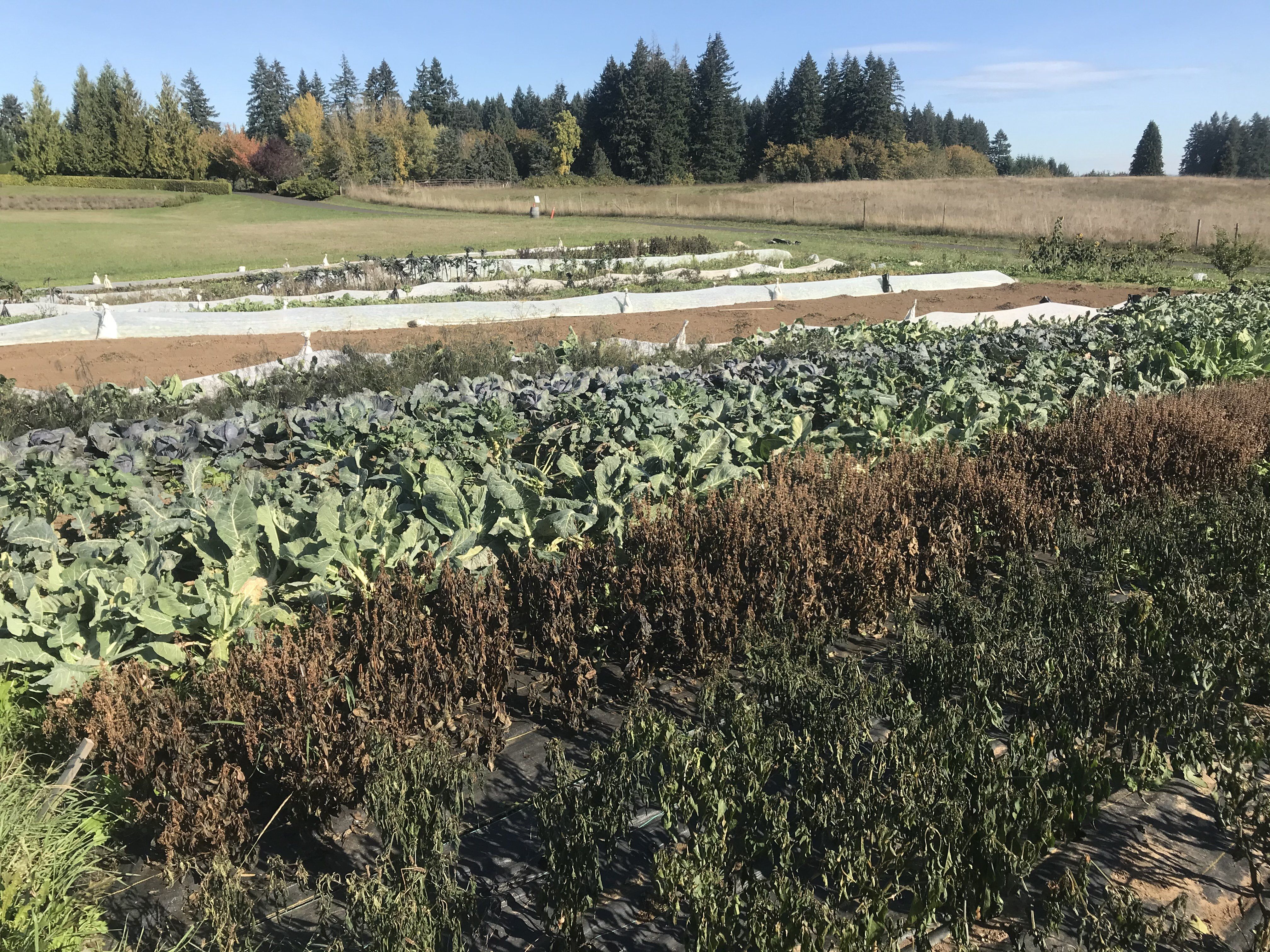 Previous Happening: Farm Happenings for October 29, 2020
