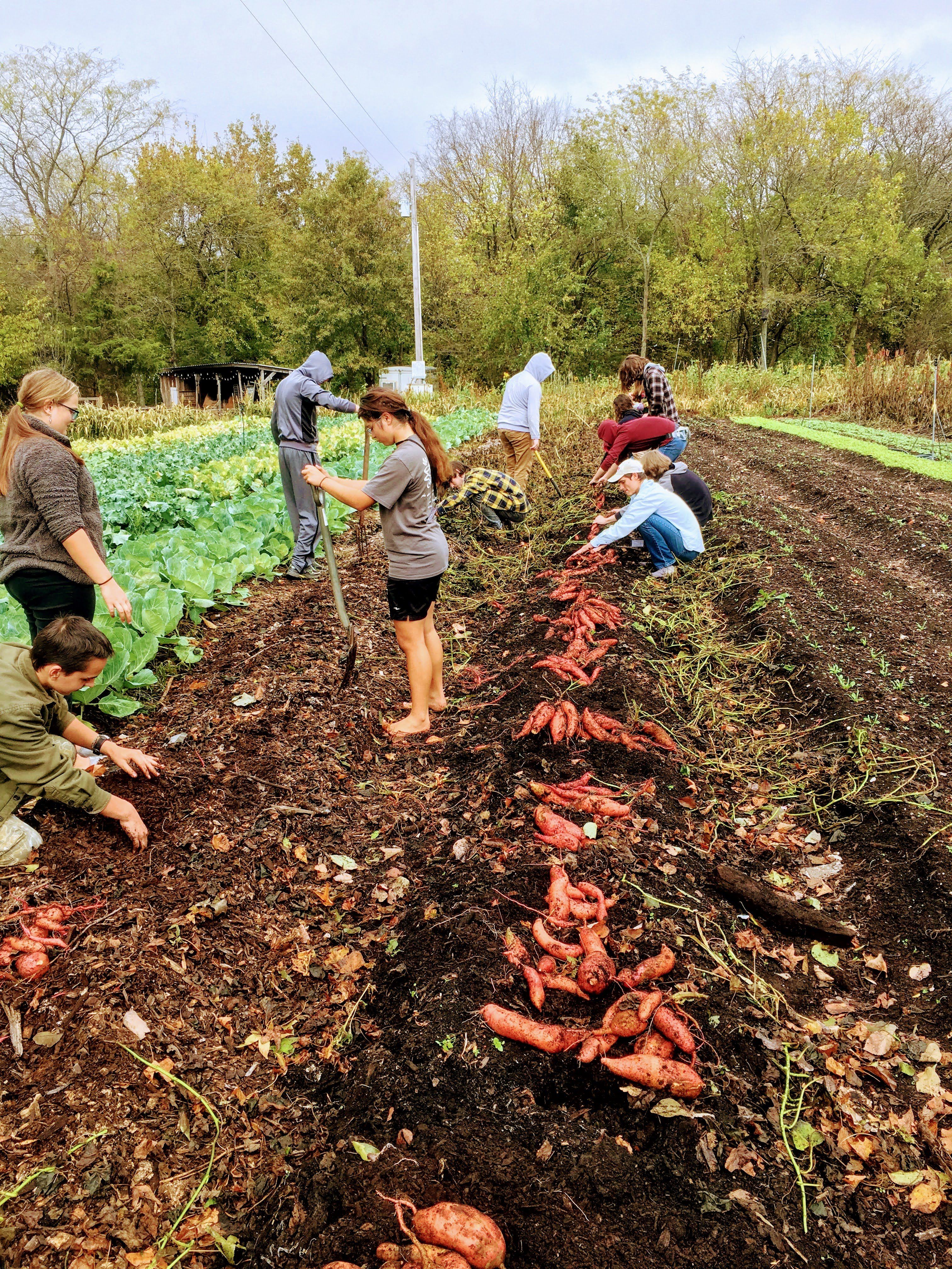 Fall shares are starting this week! Farm Happenings for October 30, 2020