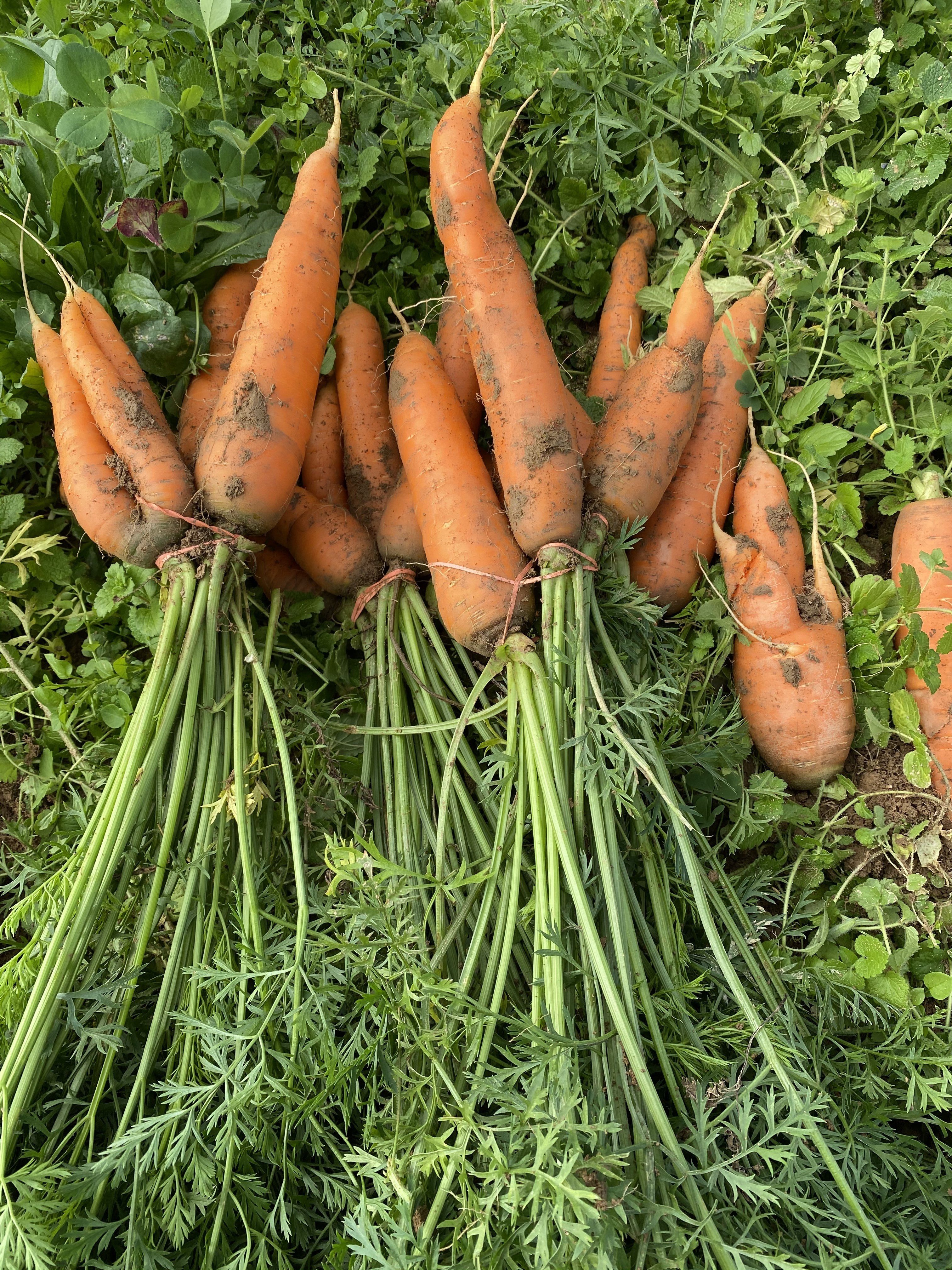 Next Happening: Autumn Week 7:  Carrots