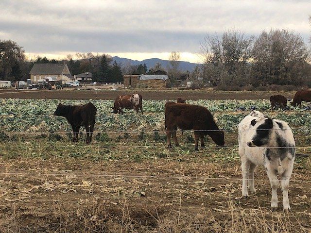 Farm Happenings Week 5 Fall CSA 2020