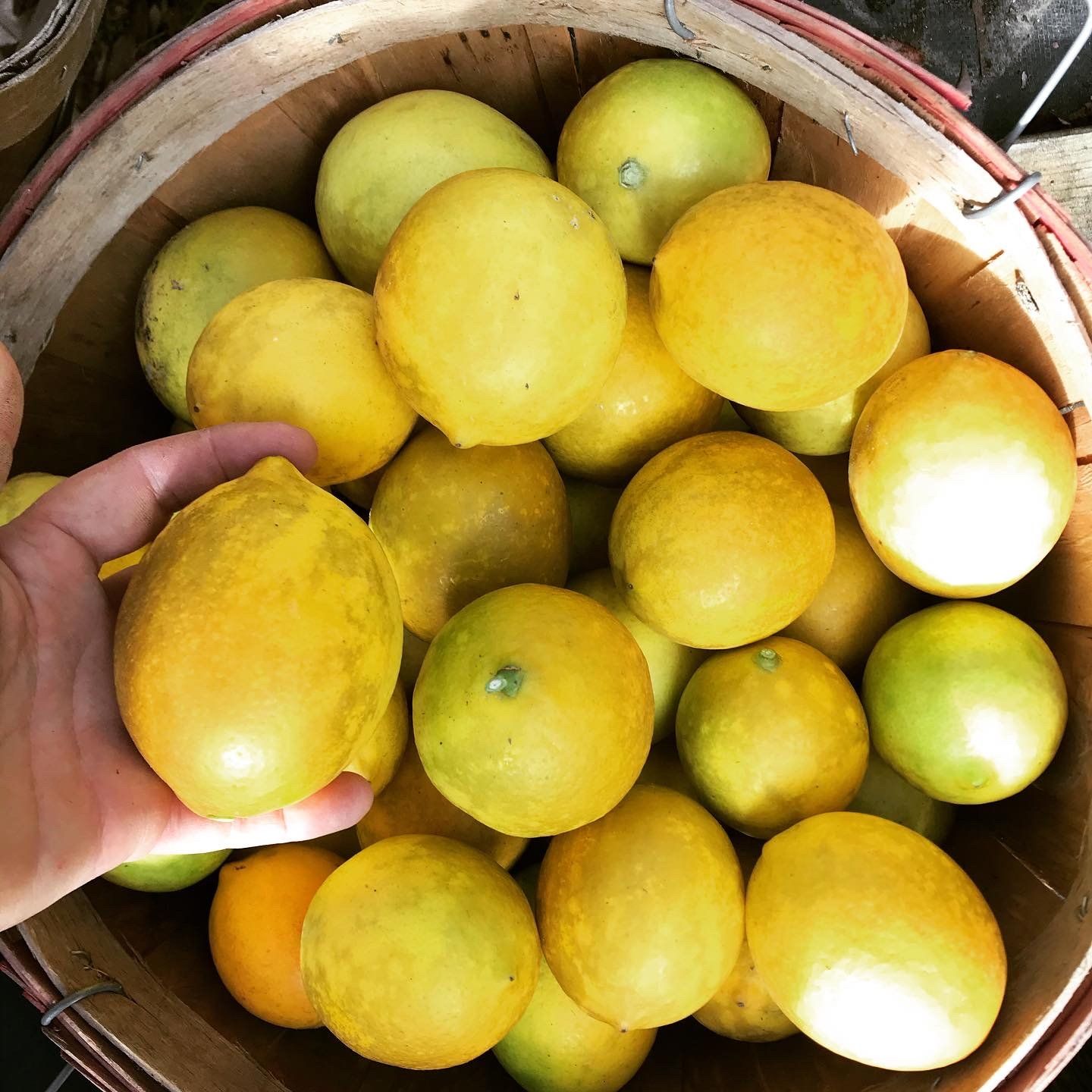 Next Happening: Myer Lemon season