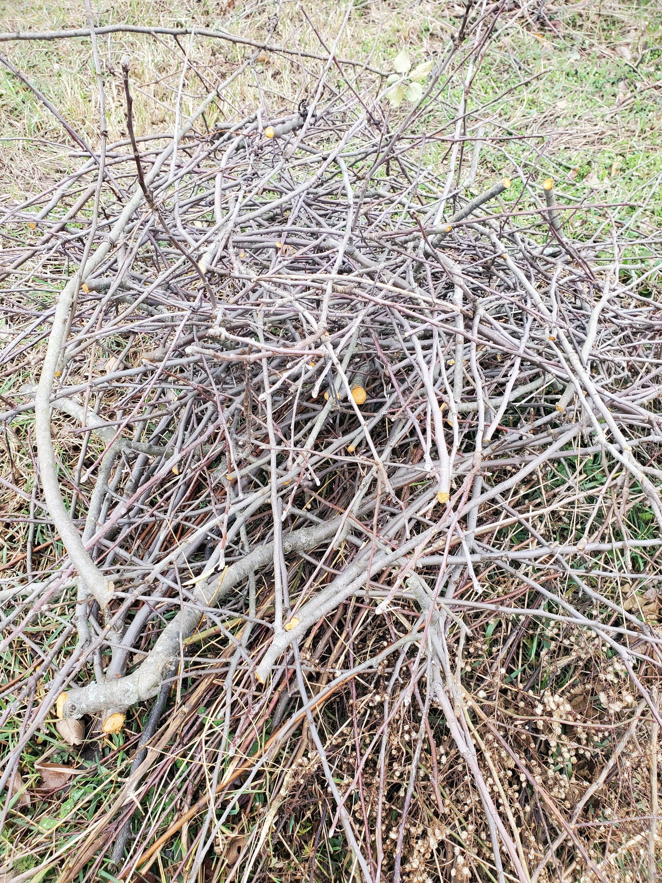 Next Happening: Isn't that just a pile of sticks?