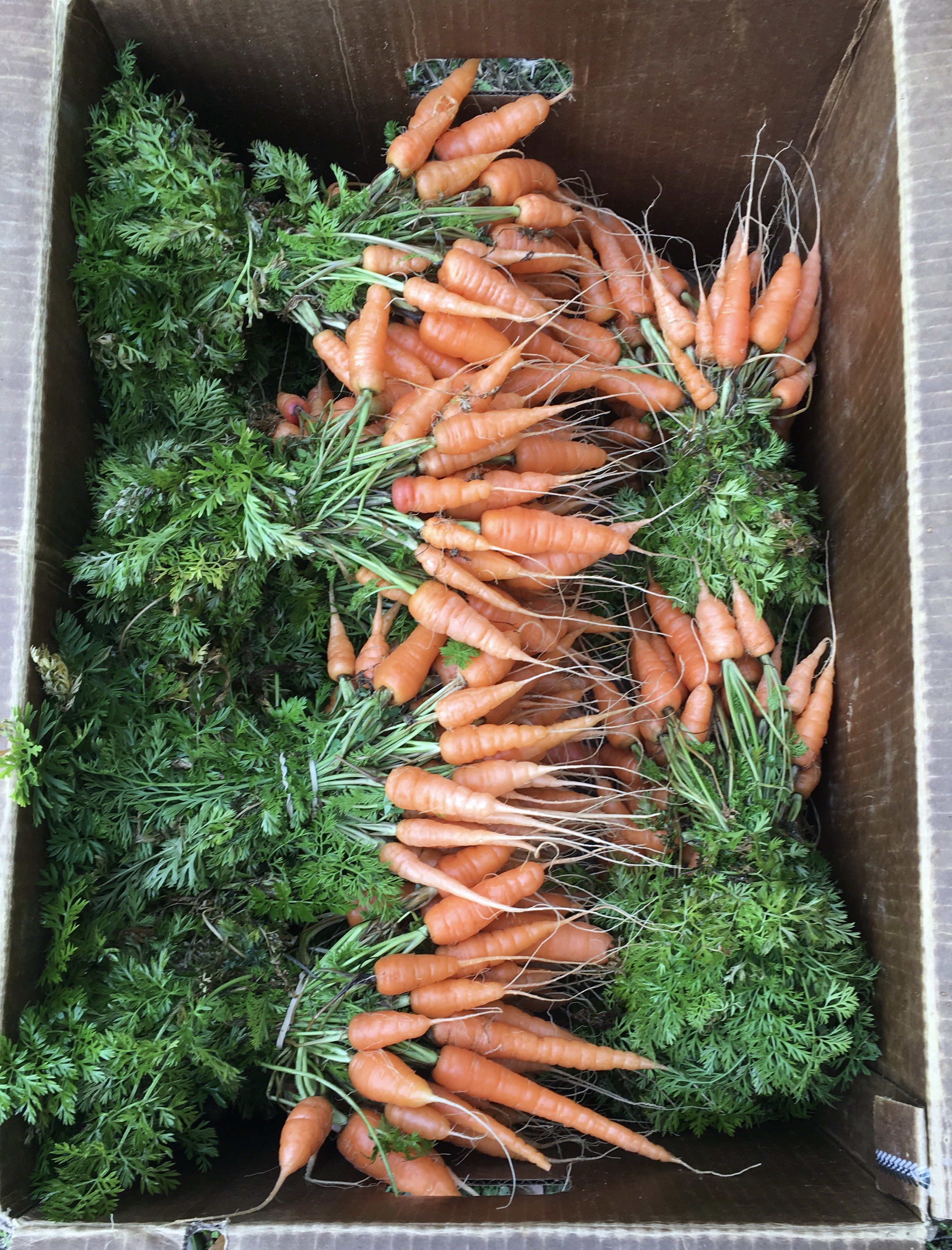 Previous Happening: LAST CSA DELIVERY OF 2020