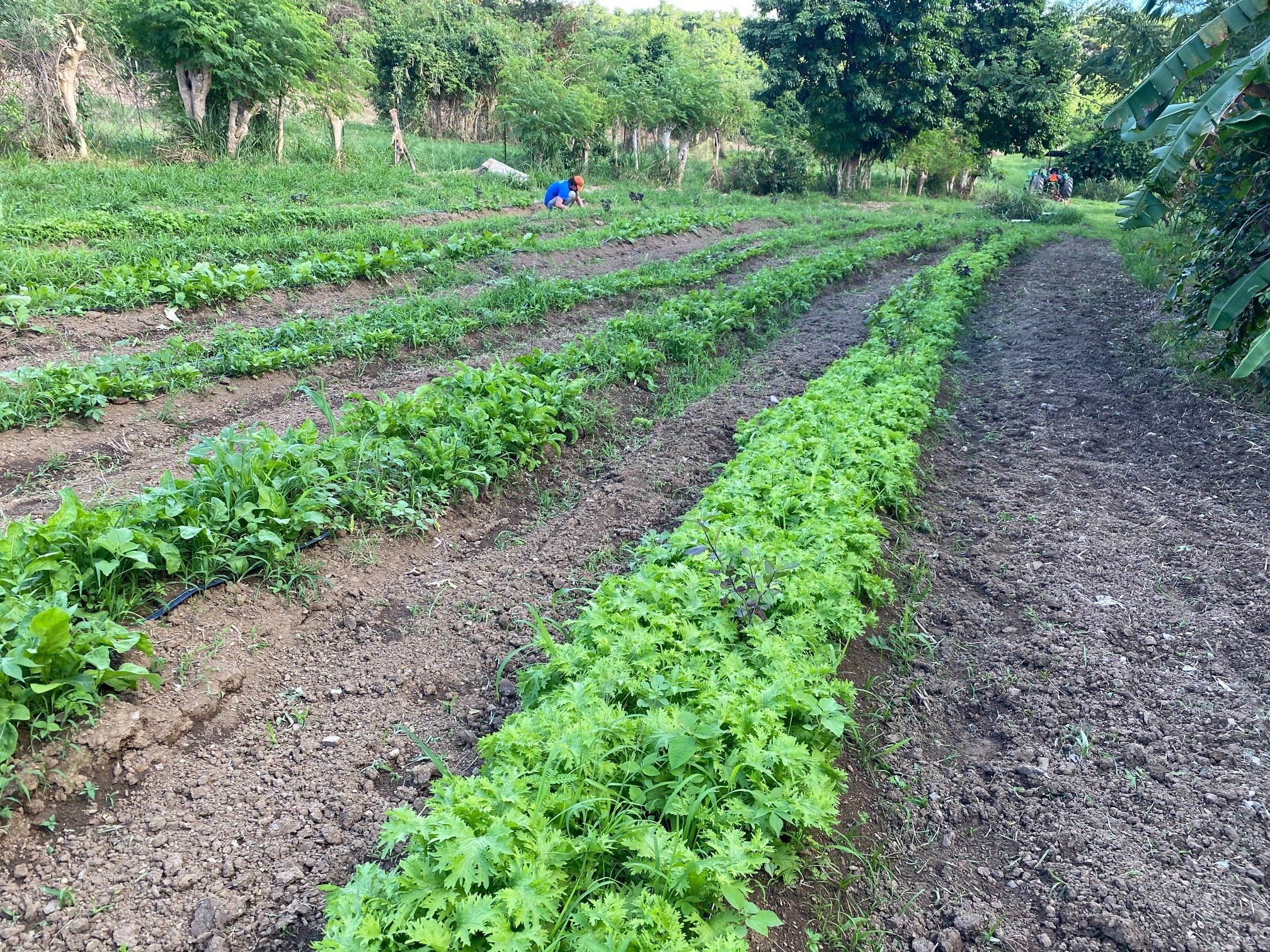 A Green Start to the New Year! Welcome to the 2021 Farm Share Winter Season~