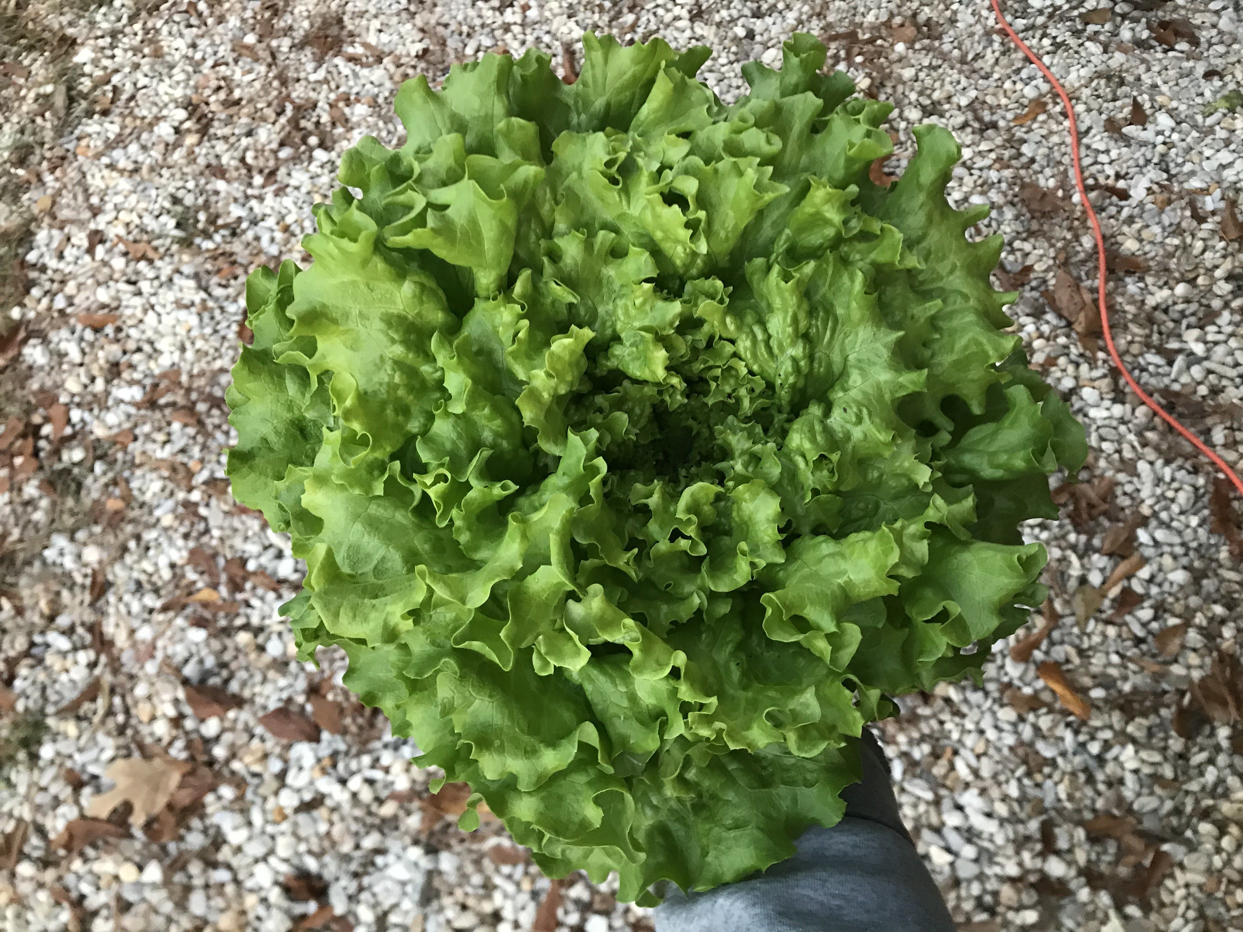 Lettuce is plentiful in January!