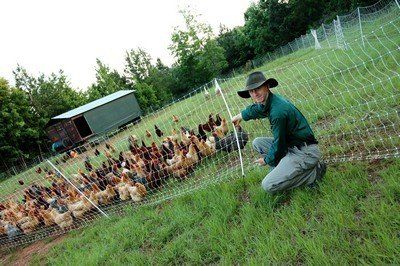 Next Happening: Raising a New Flock of Chickens!
