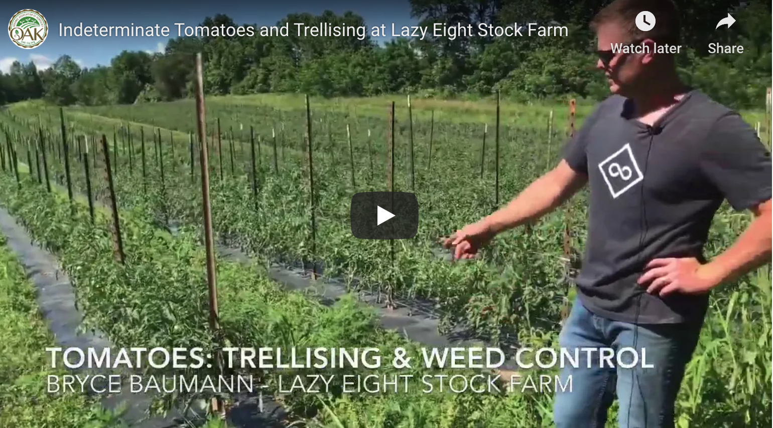 Trellising tomatoes at Lazy Eight Stock Farm
