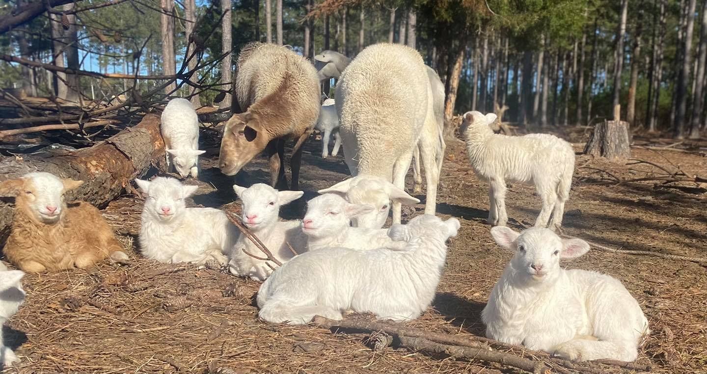 It’s Lambing Season at Atlanta Harvest!