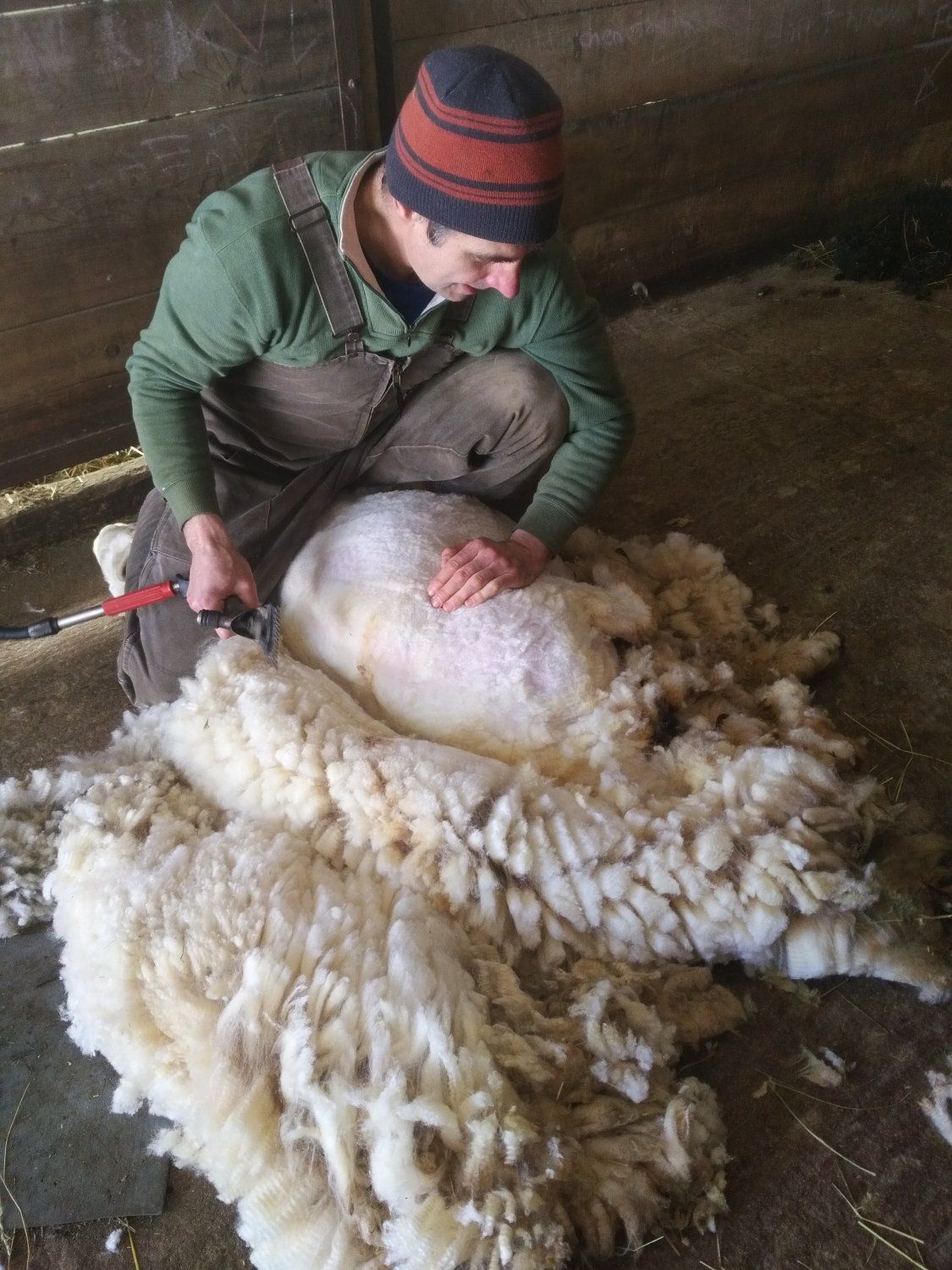 Previous Happening: Sheep shearing