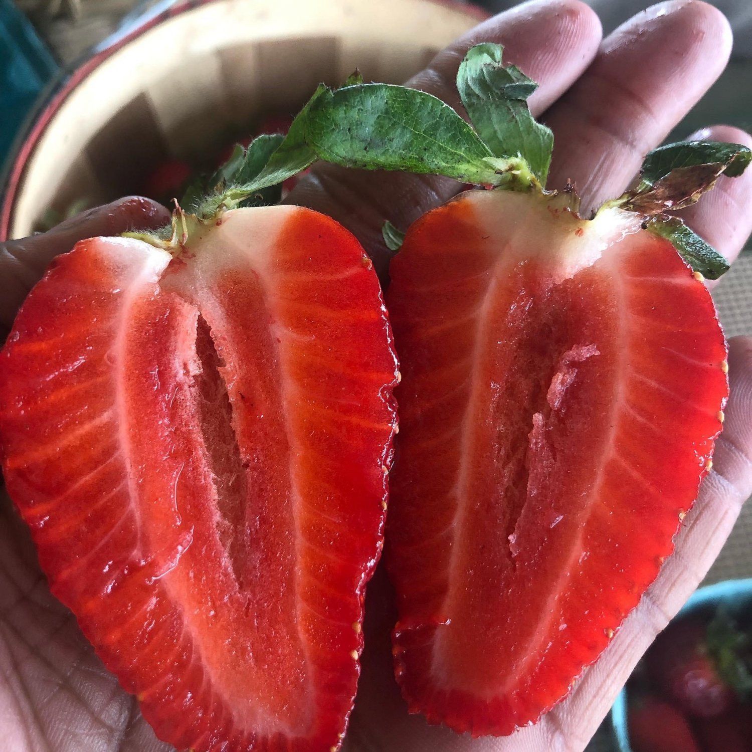 Georgia-Grown Strawberries are Here!