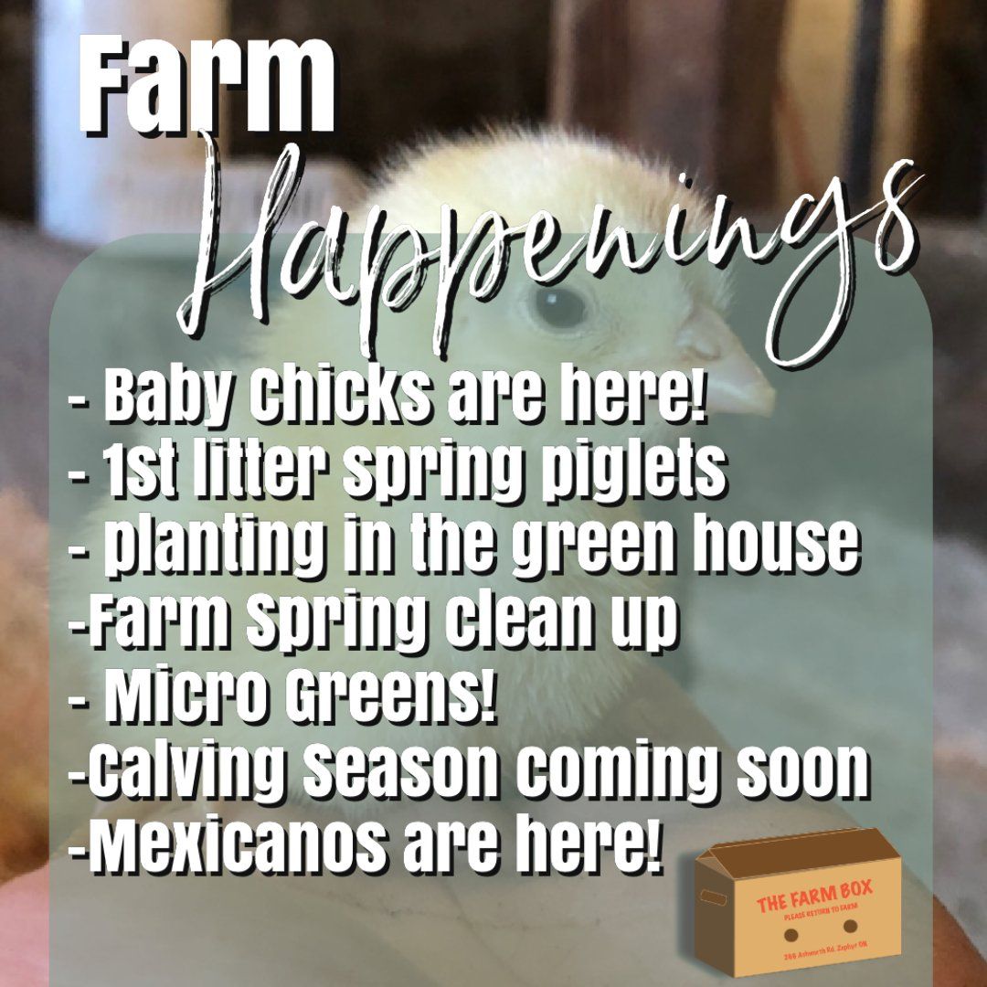 Previous Happening: Winter/Spring Veggie Share April 20th-24th 2021-Coopers CSA Farm Happenings