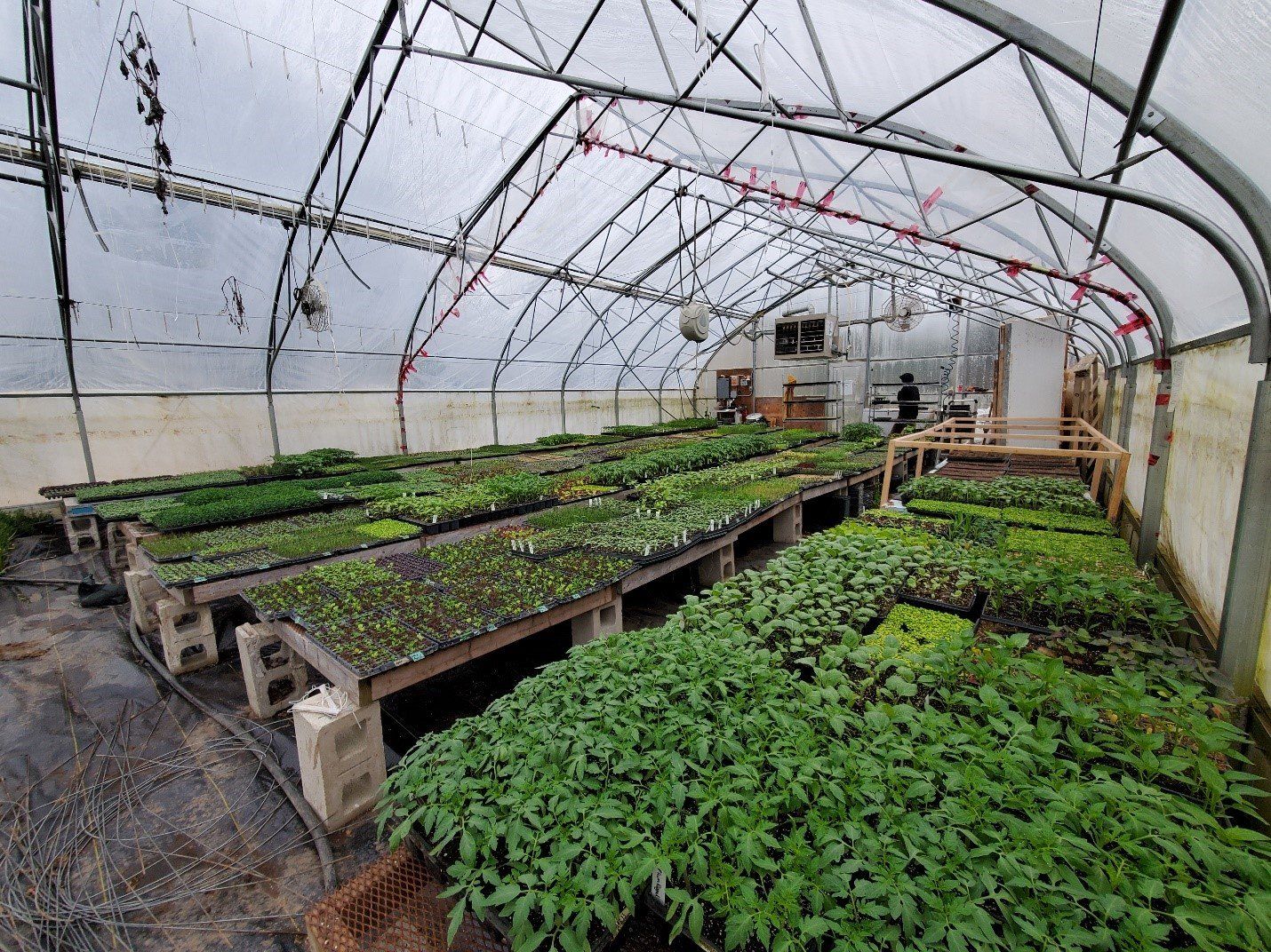 Next Happening: Lettuce Rejoice! May 6, 2021 - Seedling Sales Primer
