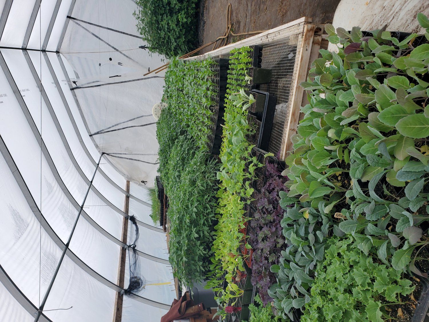 Pop Up Seedling Sale (and some produce too!)
