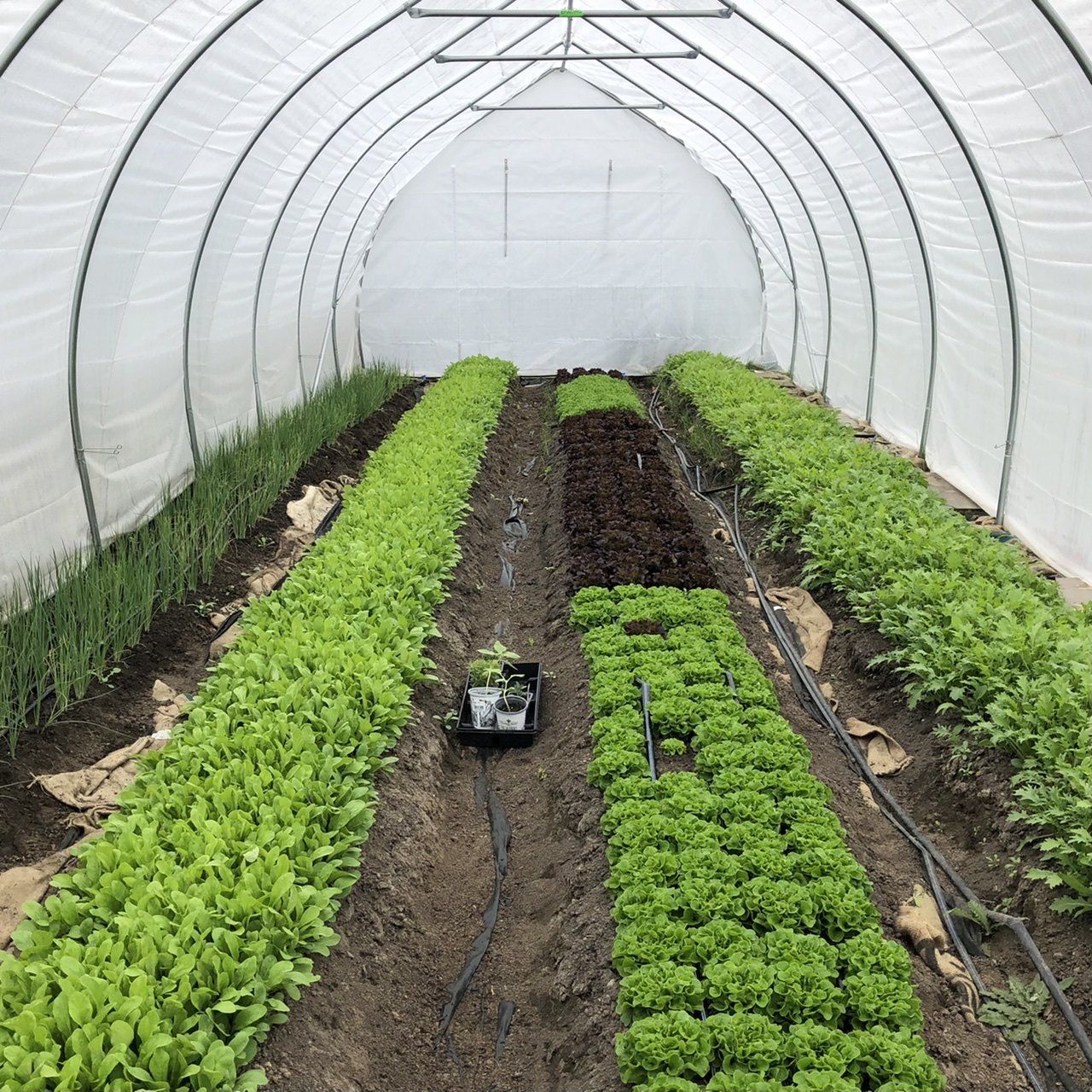 Farm Happenings for May 12, 2021