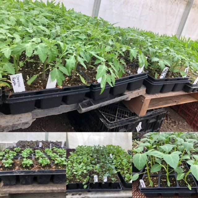 Seedlings for Pick Up/ Drop Off May 27-28