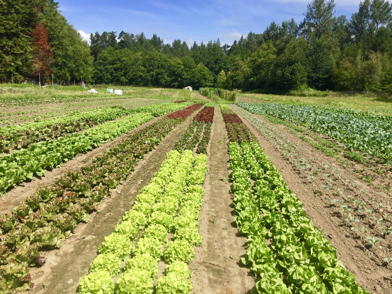 Farm Happenings for May 19, 2021