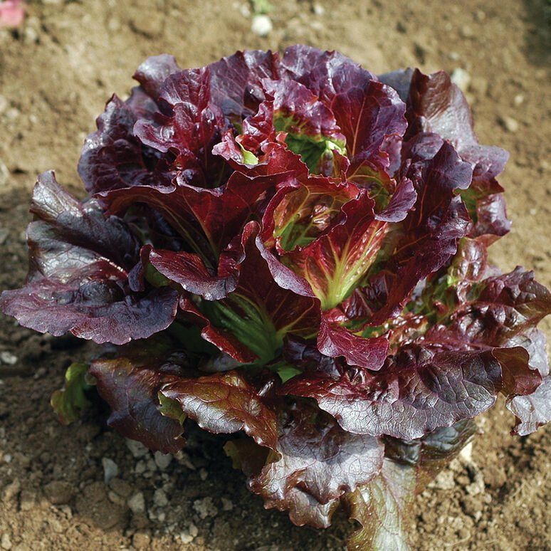 Next Happening: The beauty of Summer Lettuce
