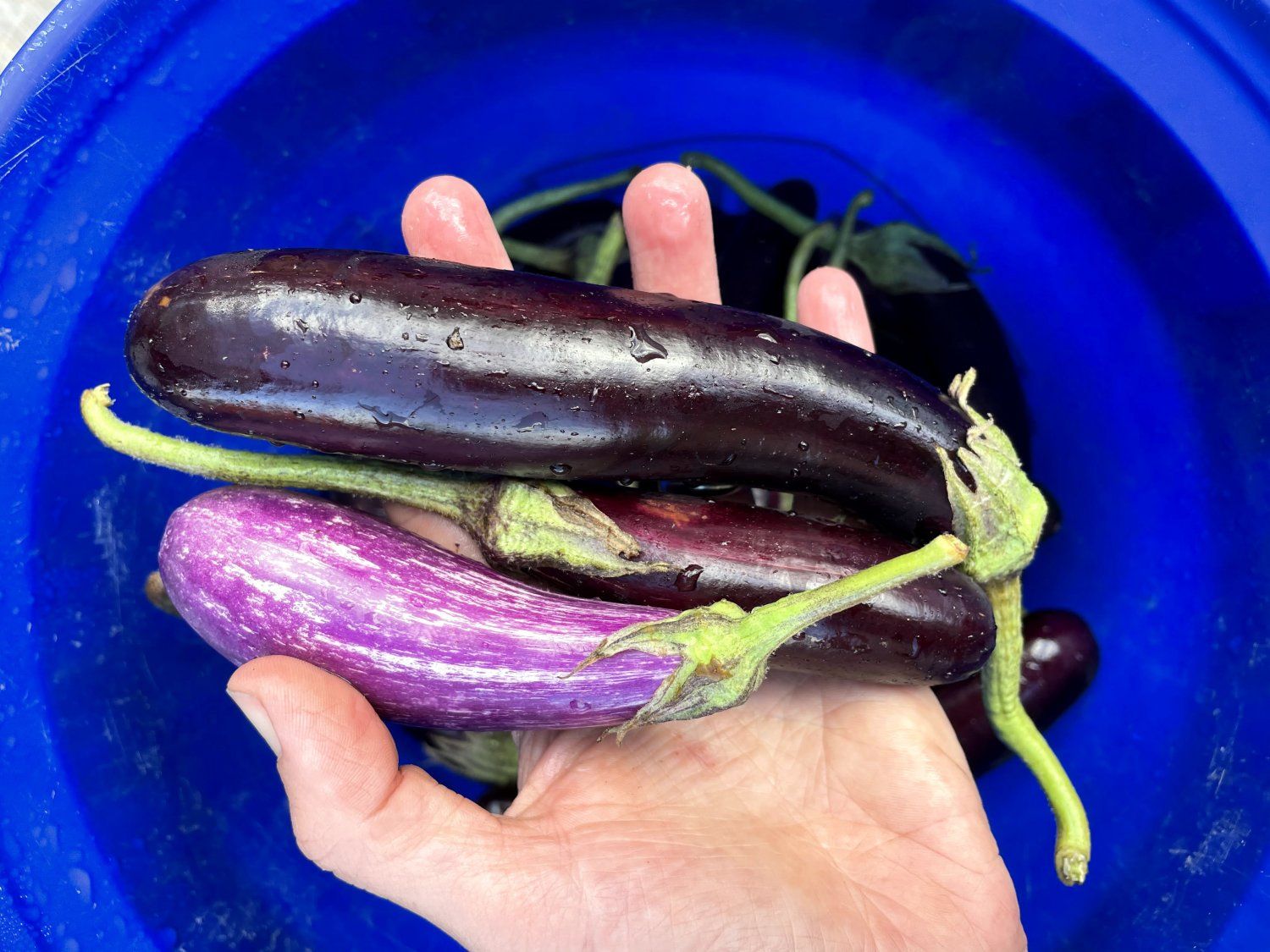 Next Happening: Eggplants R Us
