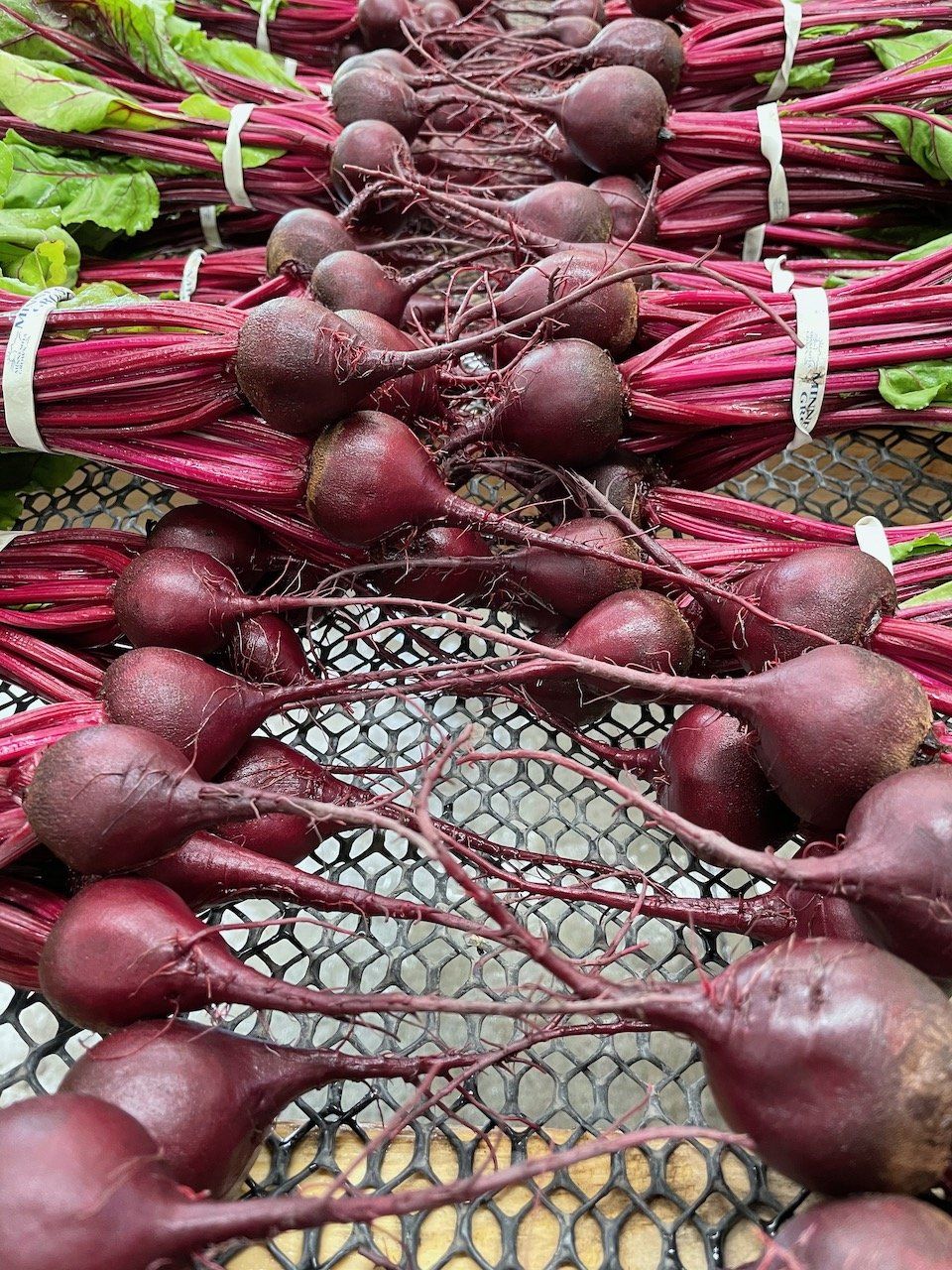 The earliest we've EVER harvested beets!