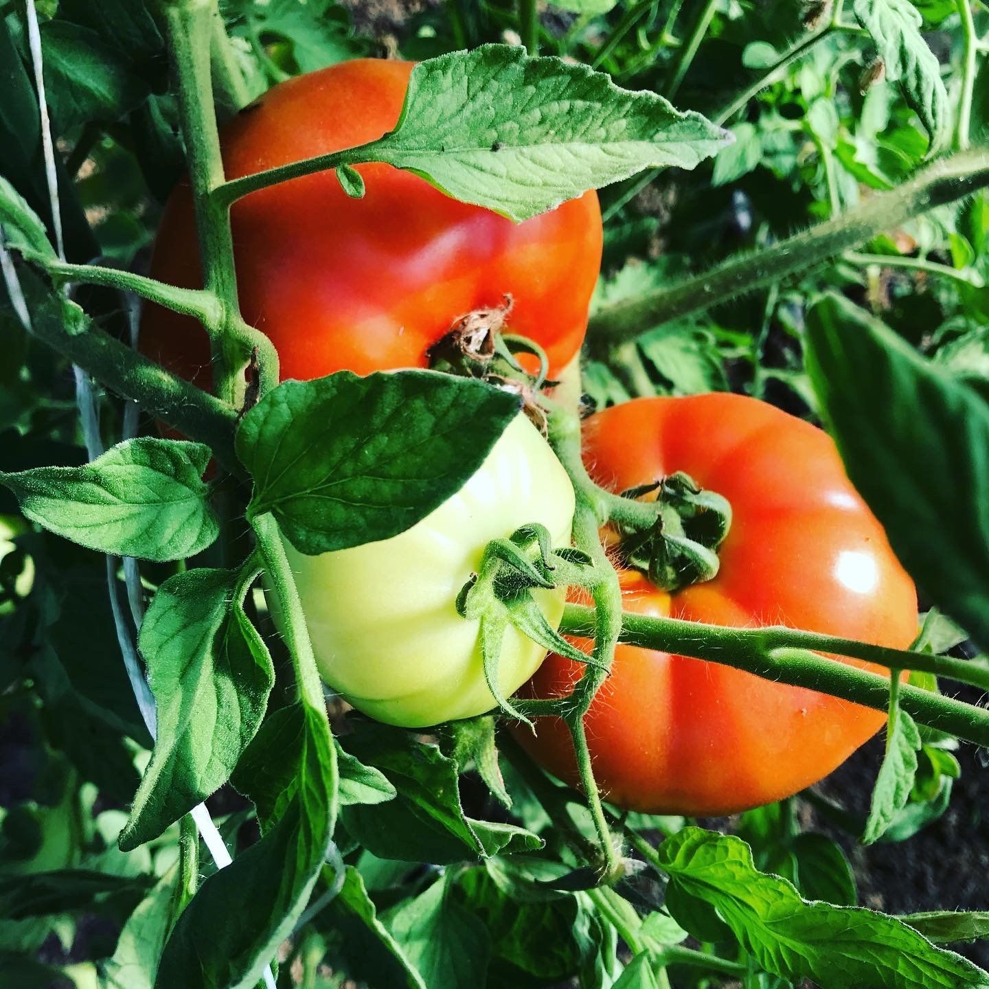 Tomato Season is rolling in!