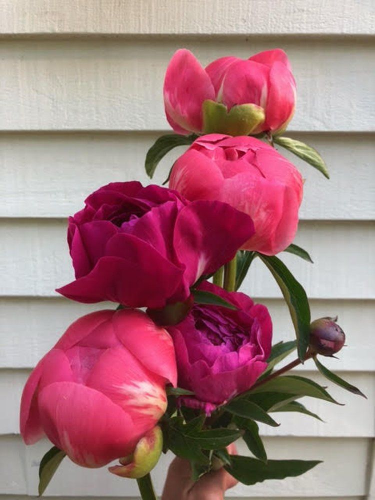 Farm Happenings 6/14/2021: Flower Shares start this week + Peony bouquets! / Update from Common Wealth Farm