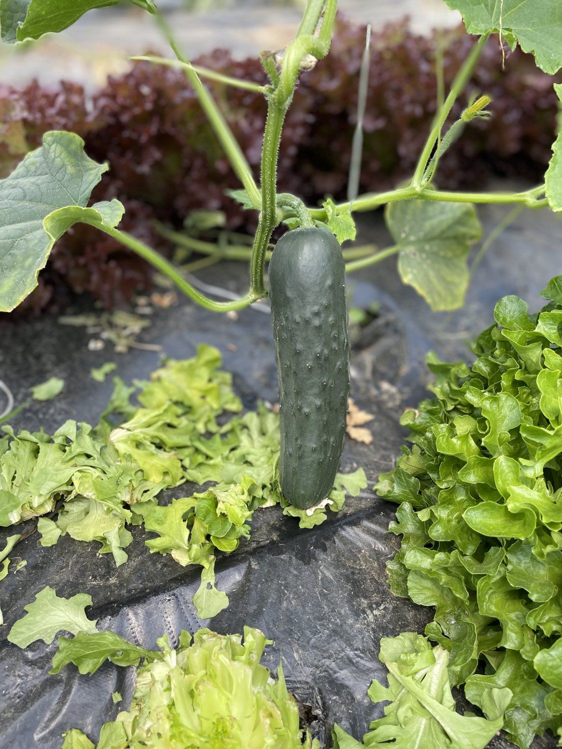 Next Happening: Heatwave and Cucumbers!