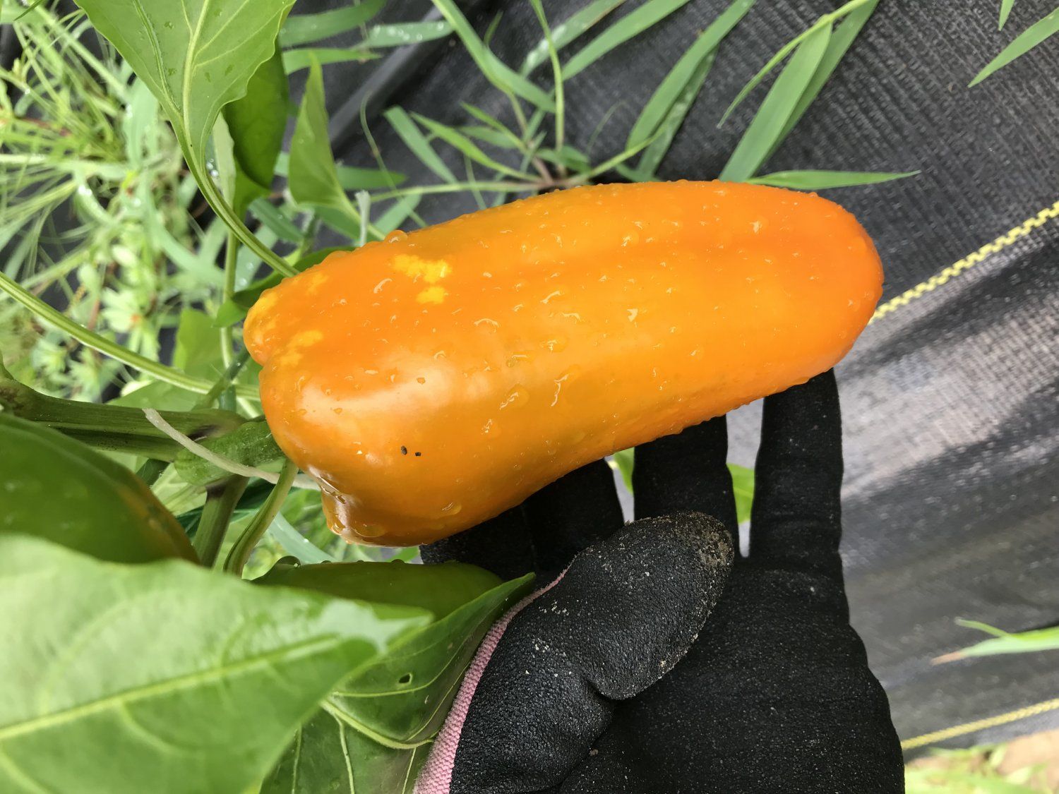 Week #9 is all about peppers!
