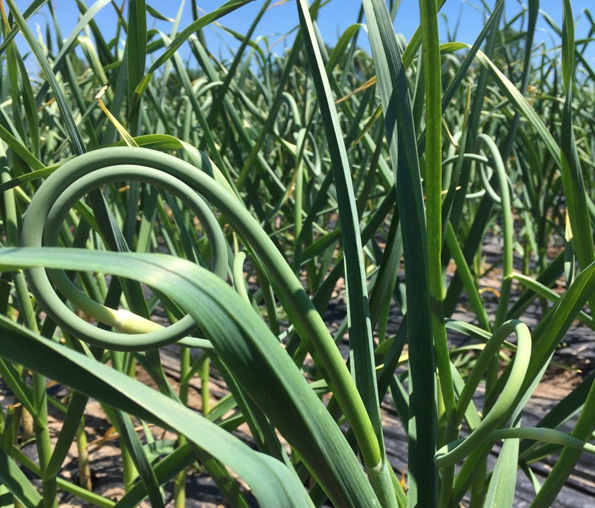 Growing great ~ Pick up tips ~ Garlic Scapes