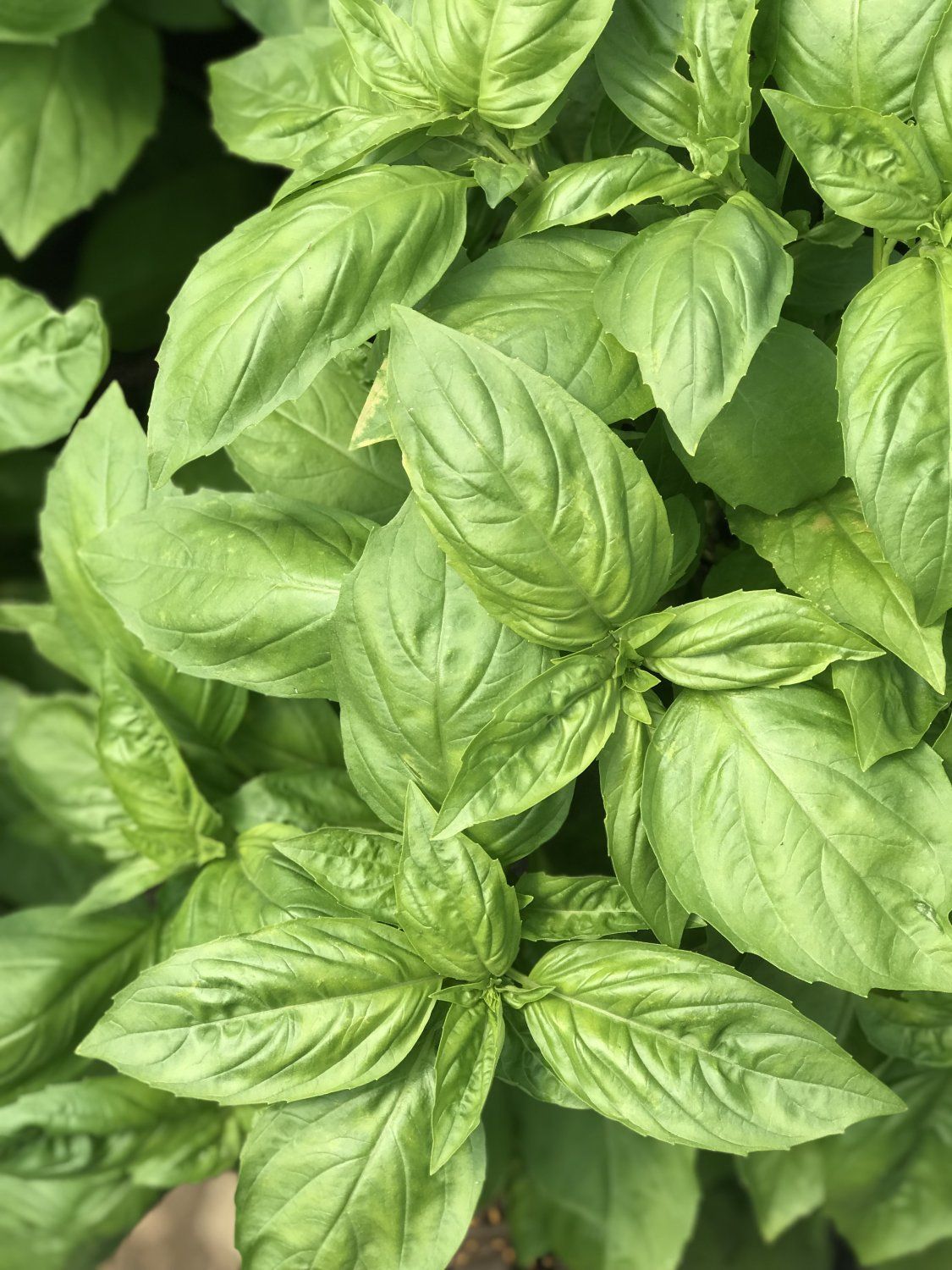 Previous Happening: For the love of Basil